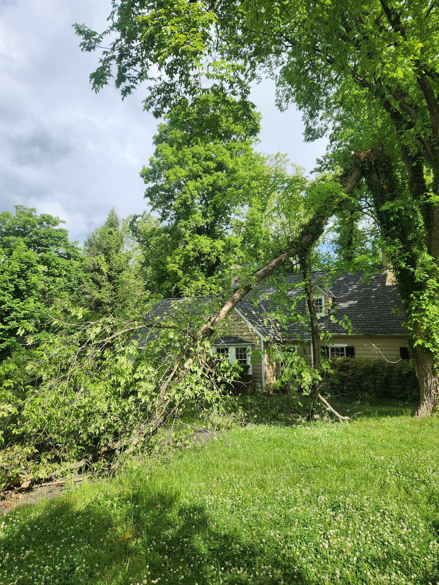 A house with a fallen tree in front of it.