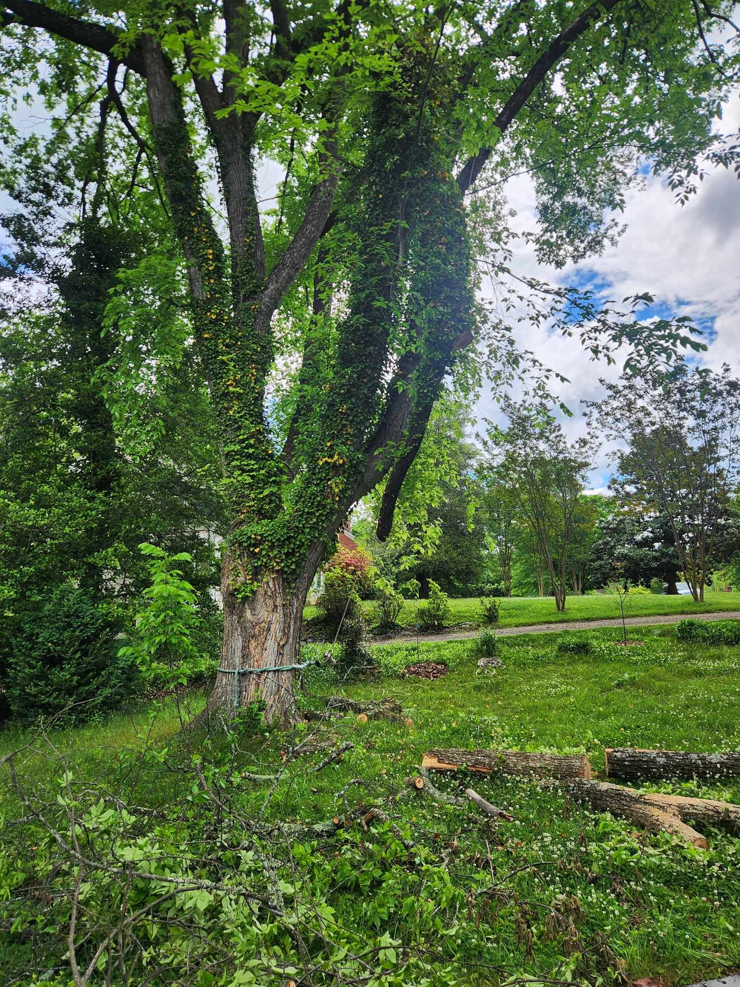 A tree with ivy growing on it is in the middle of a grassy field.
