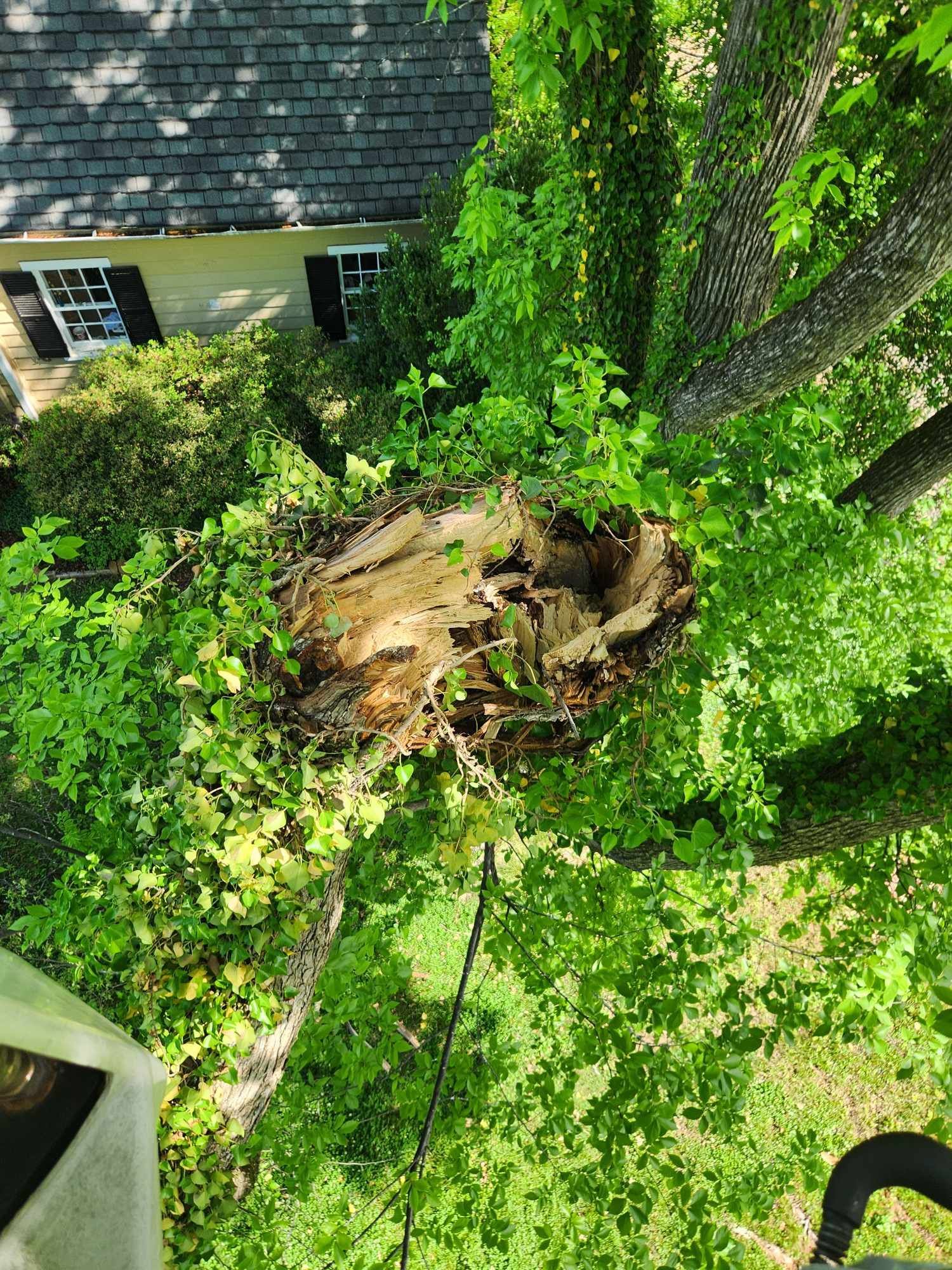 An aerial view of a fallen tree in front of a house.