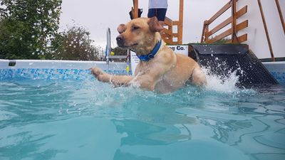 where can dogs swim in los angeles