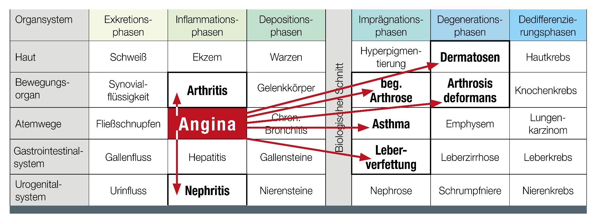 Chronifizierung Homotoxikologie