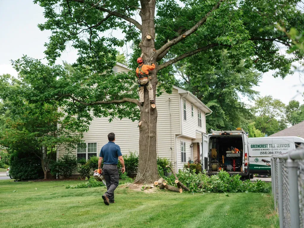 Worker trimming large tree beside a house, with a truck and branches on the lawn
