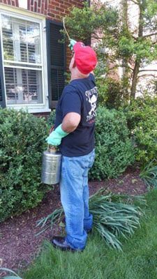 Staunton Pest control services Staunton Pest control services