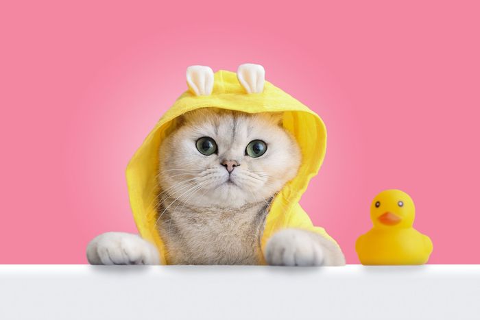 GUARDERIA PARA GATOS MIAUWOW