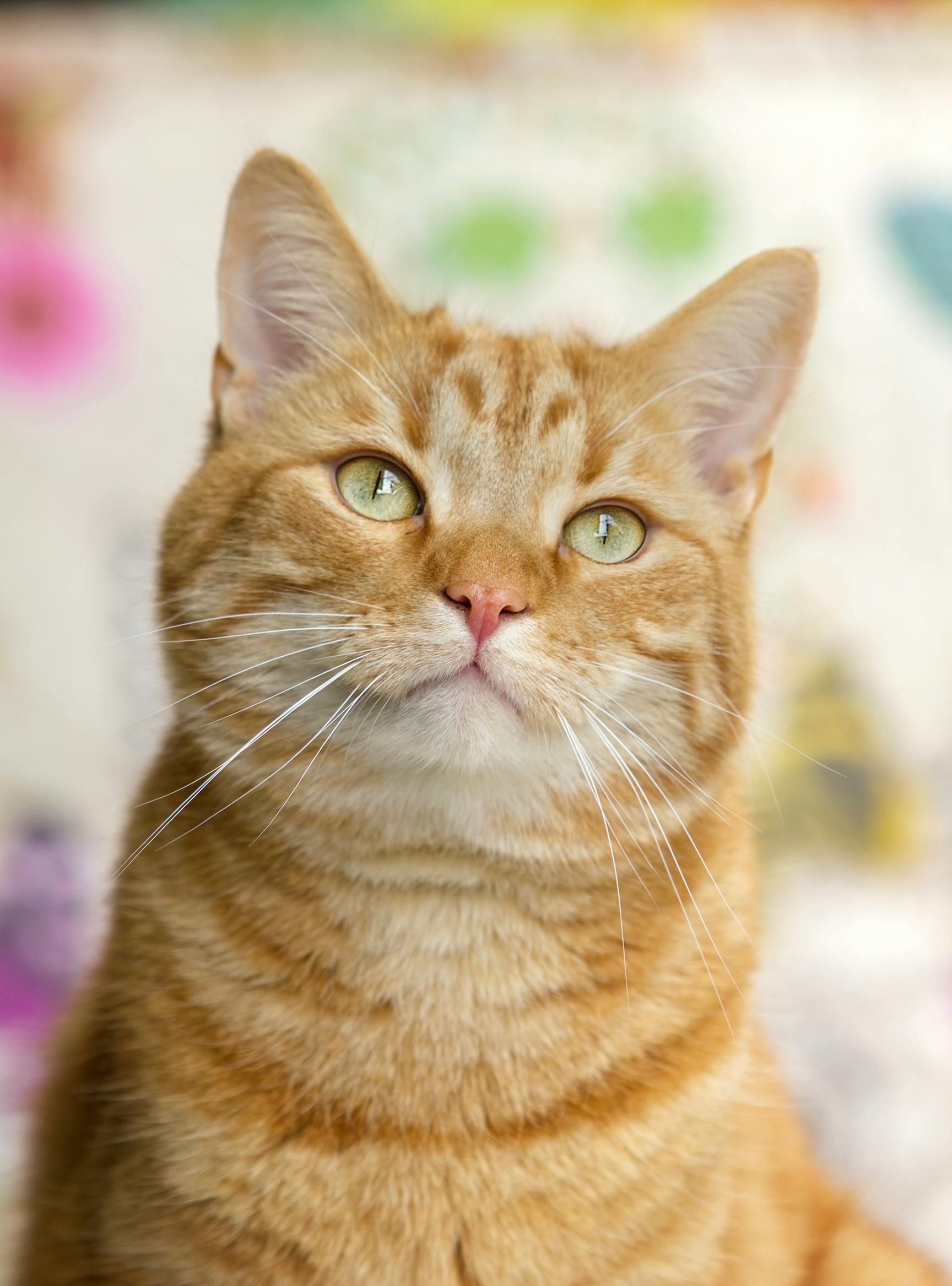 Hospital Gattare | Especializado em Felinos | 24h