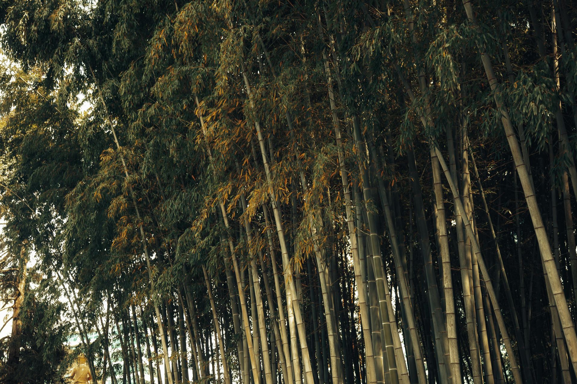 台灣風土與山林記憶的品味旅程