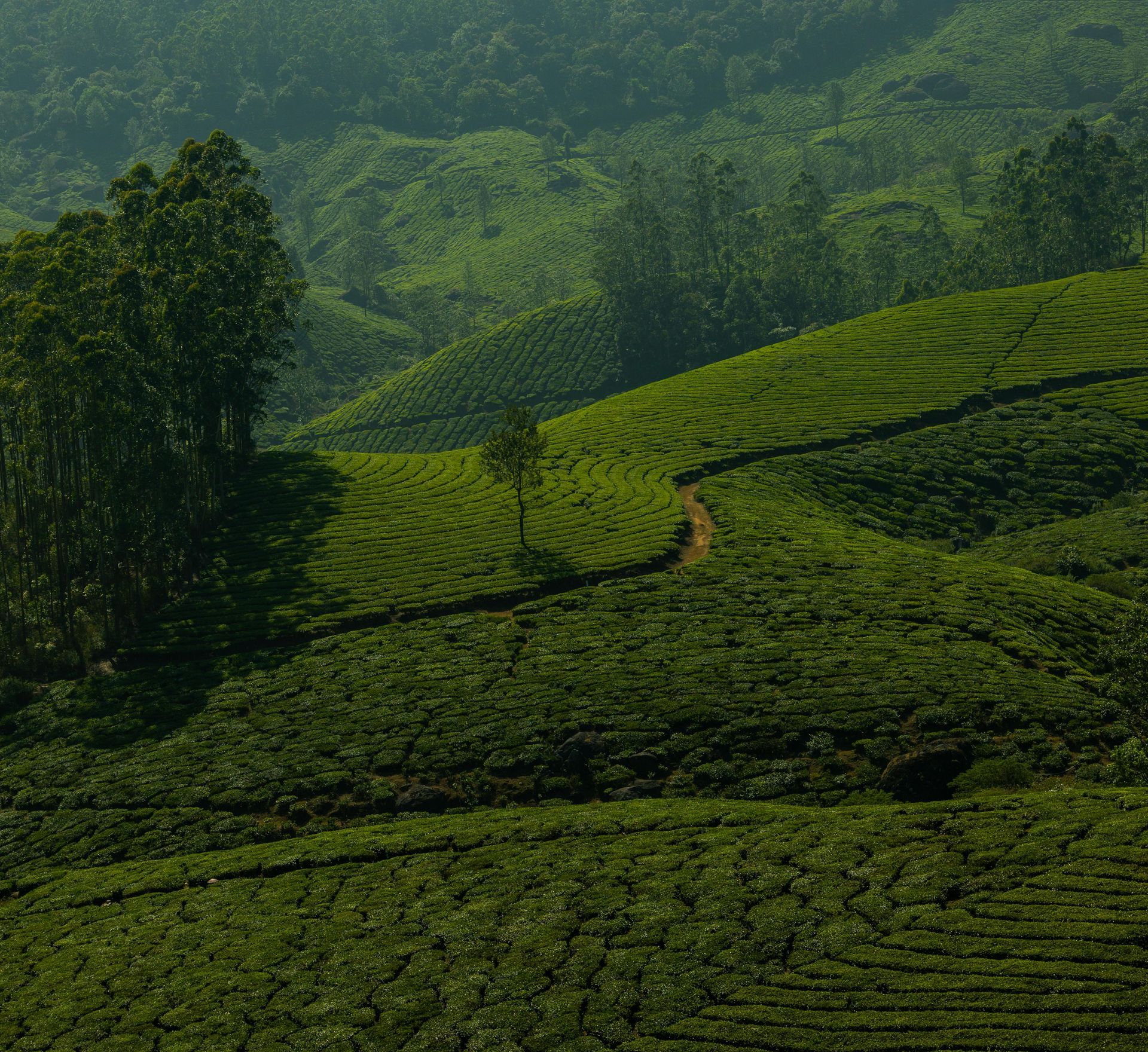 晨光微甜，桂花初醒