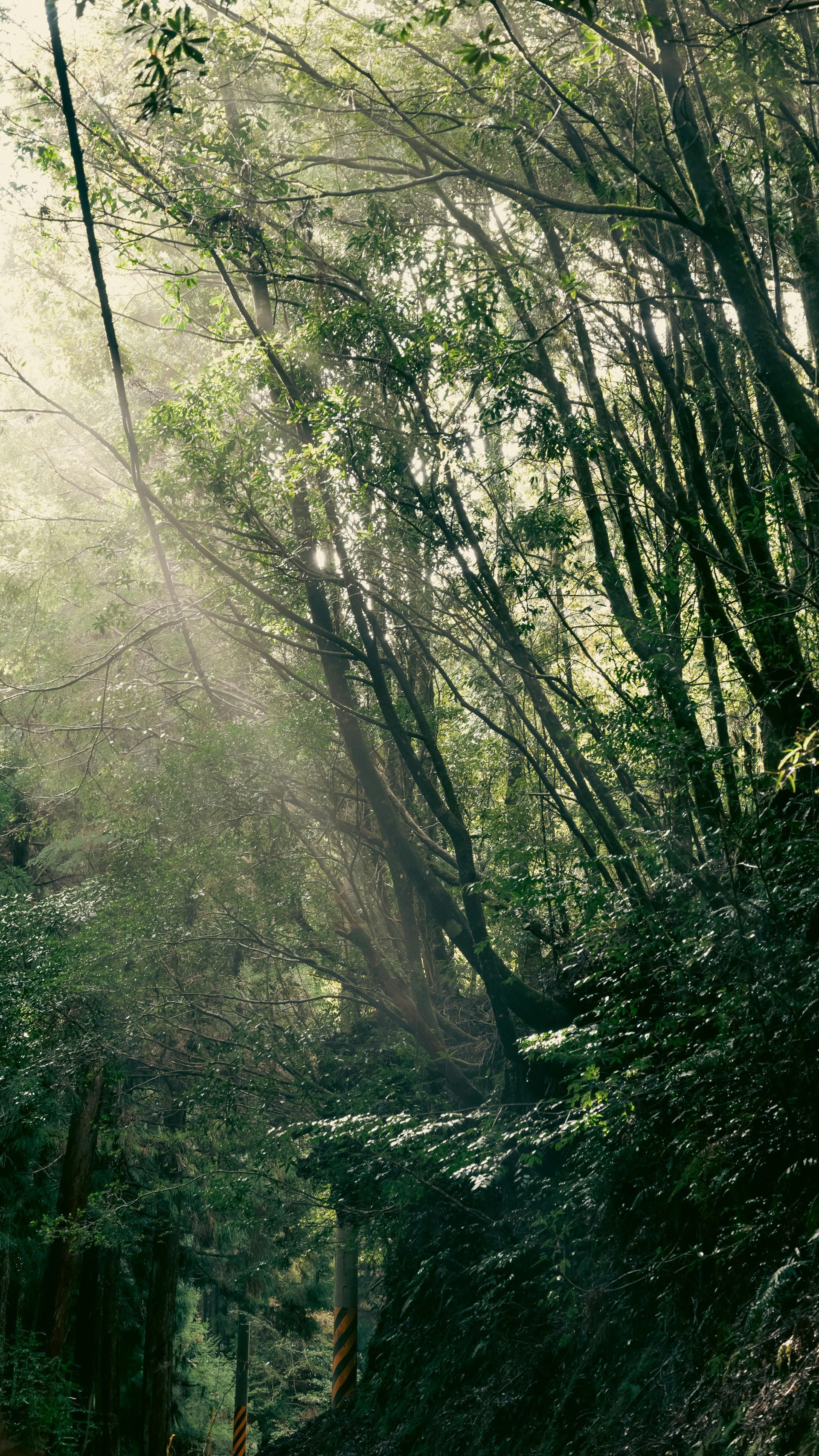 晨霧驚鴻：草本與梅韻之舞