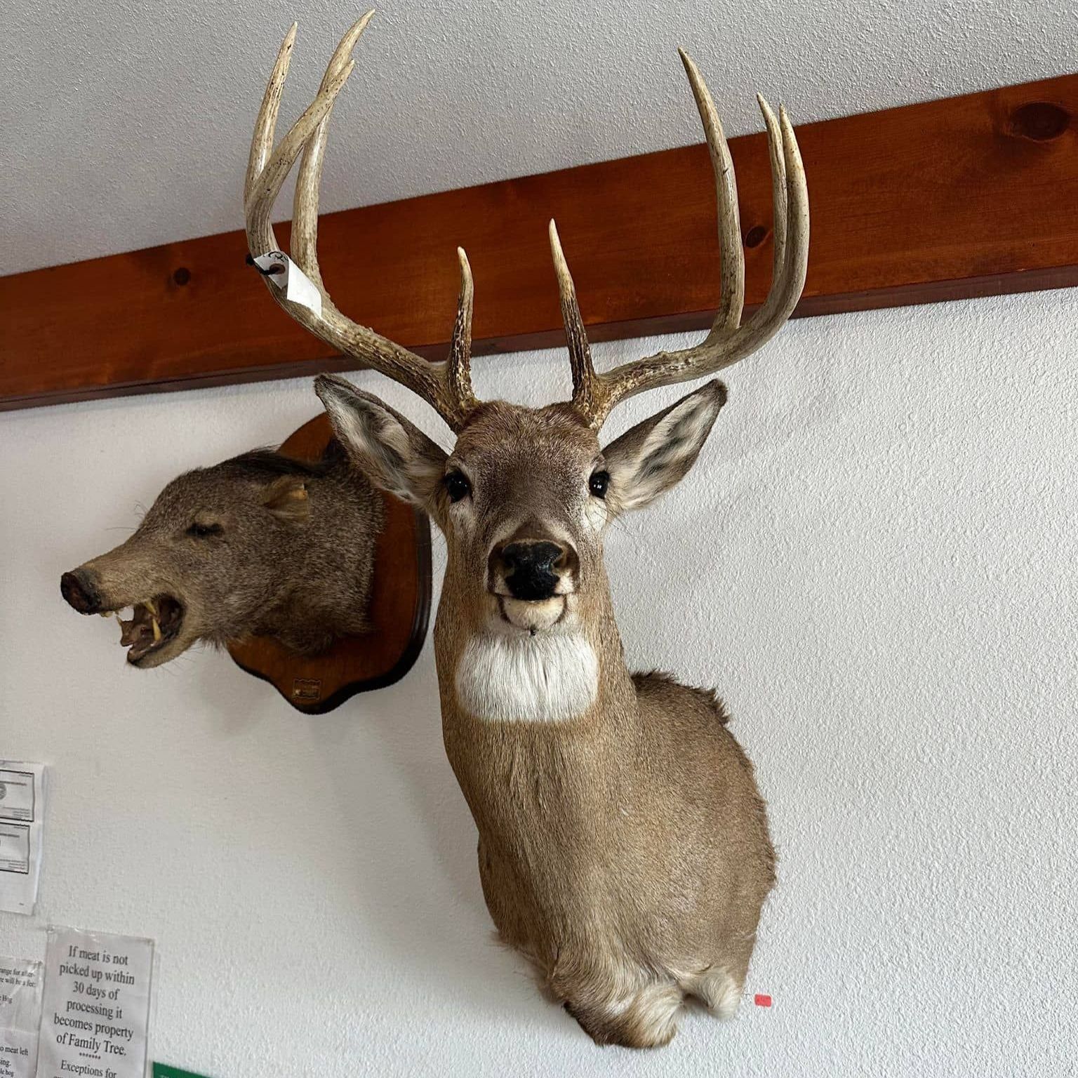 a deer head is mounted on a wall next to a pig head