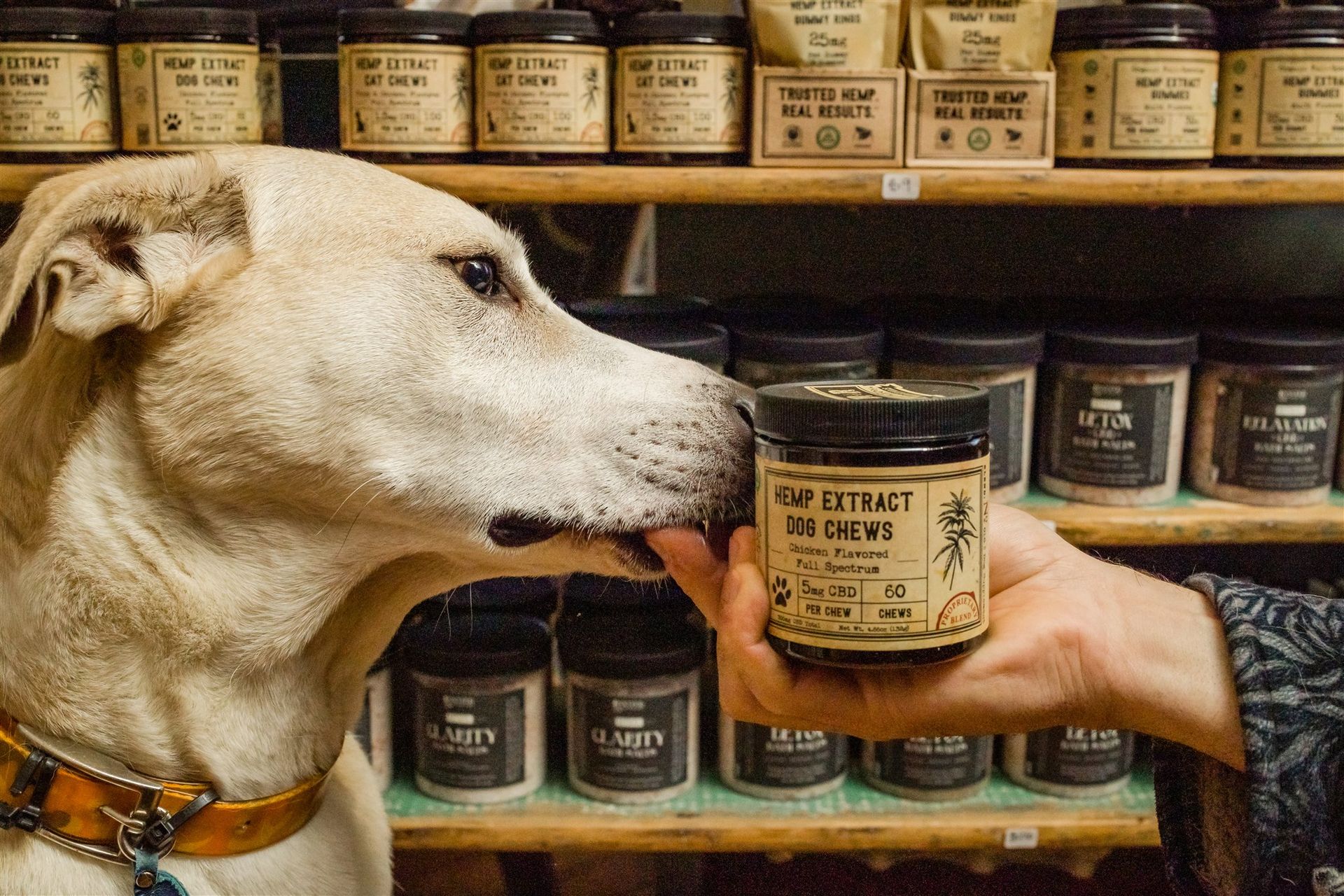 lab sniffing hemp extract dog chews
