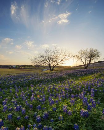 Field of bluebonnets with silhouetted trees against a setting sun, under a partly cloudy sky.