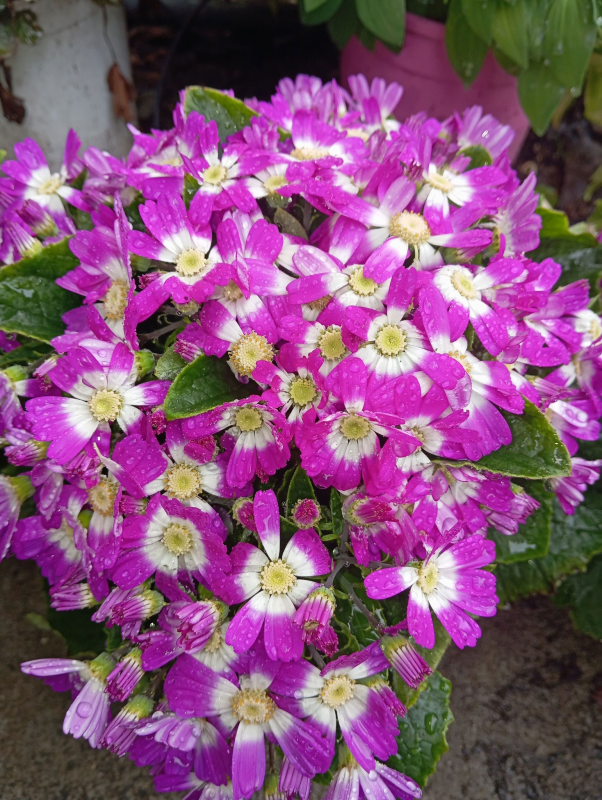 Un mazzo di fiori viola e bianchi con centro giallo