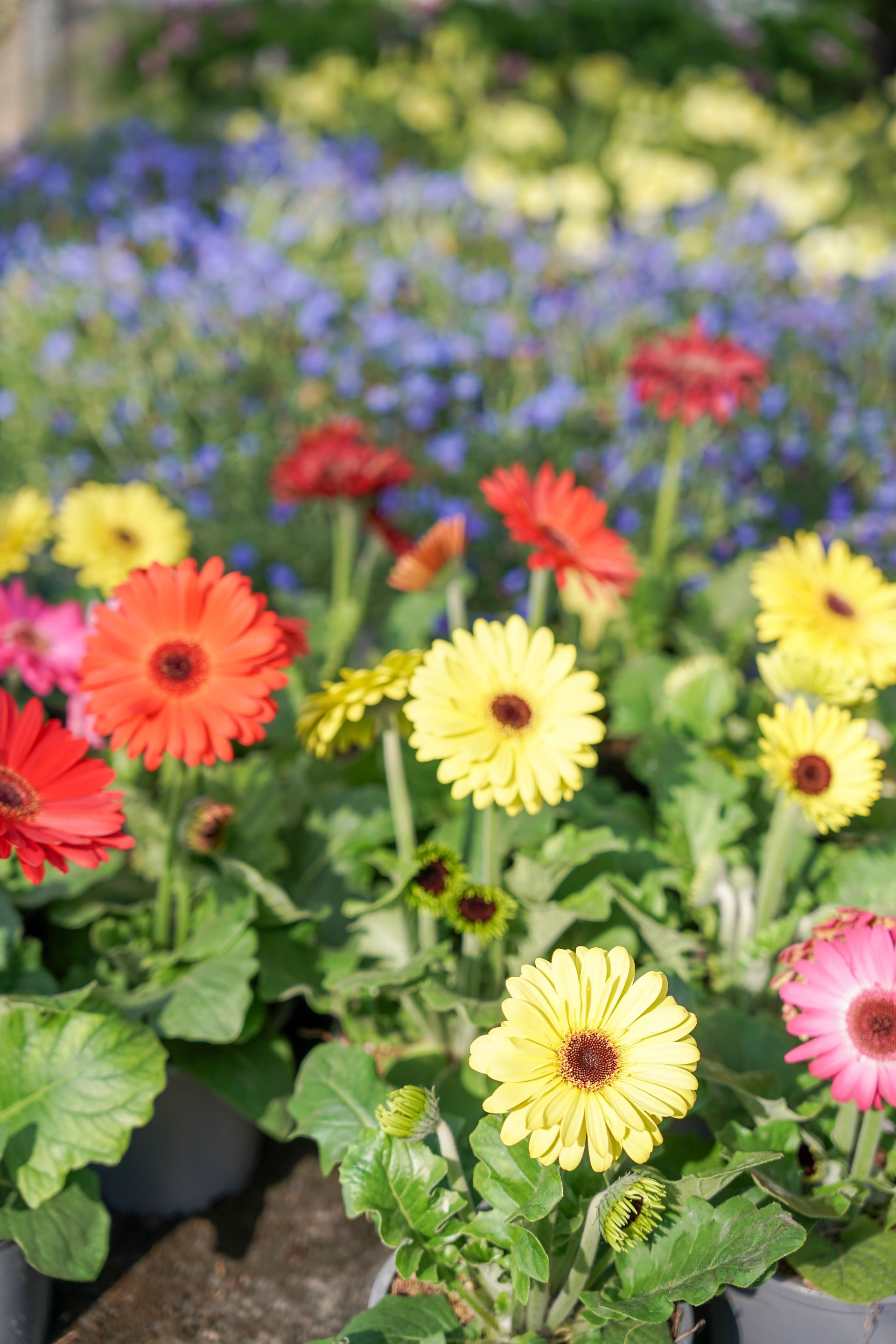 Un mazzo di fiori colorati in vasi su un tavolo.