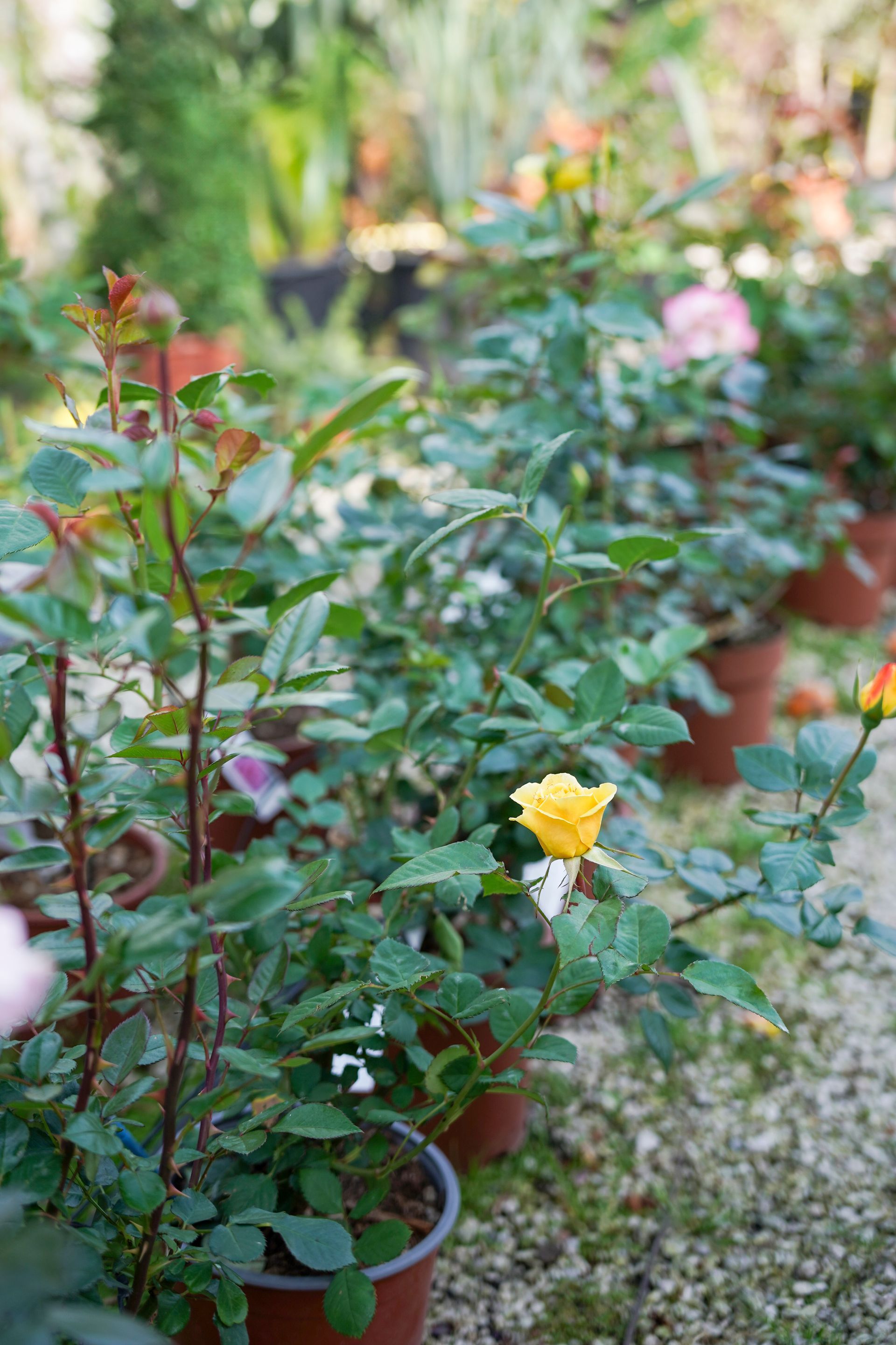 Un mazzo di rose in vaso è appoggiato a terra in un giardino.