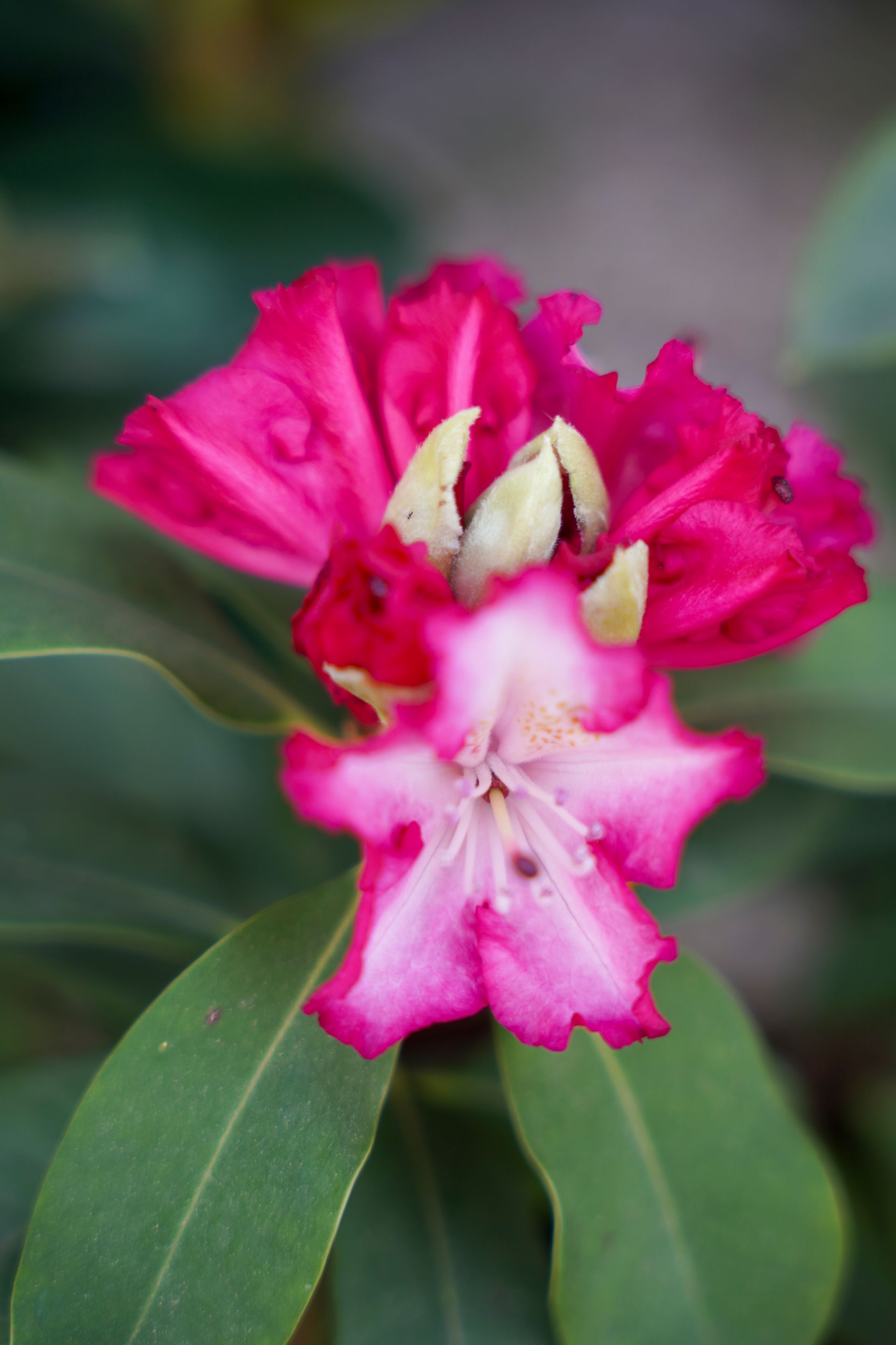 Primo piano di un fiore rosa con foglie verdi.