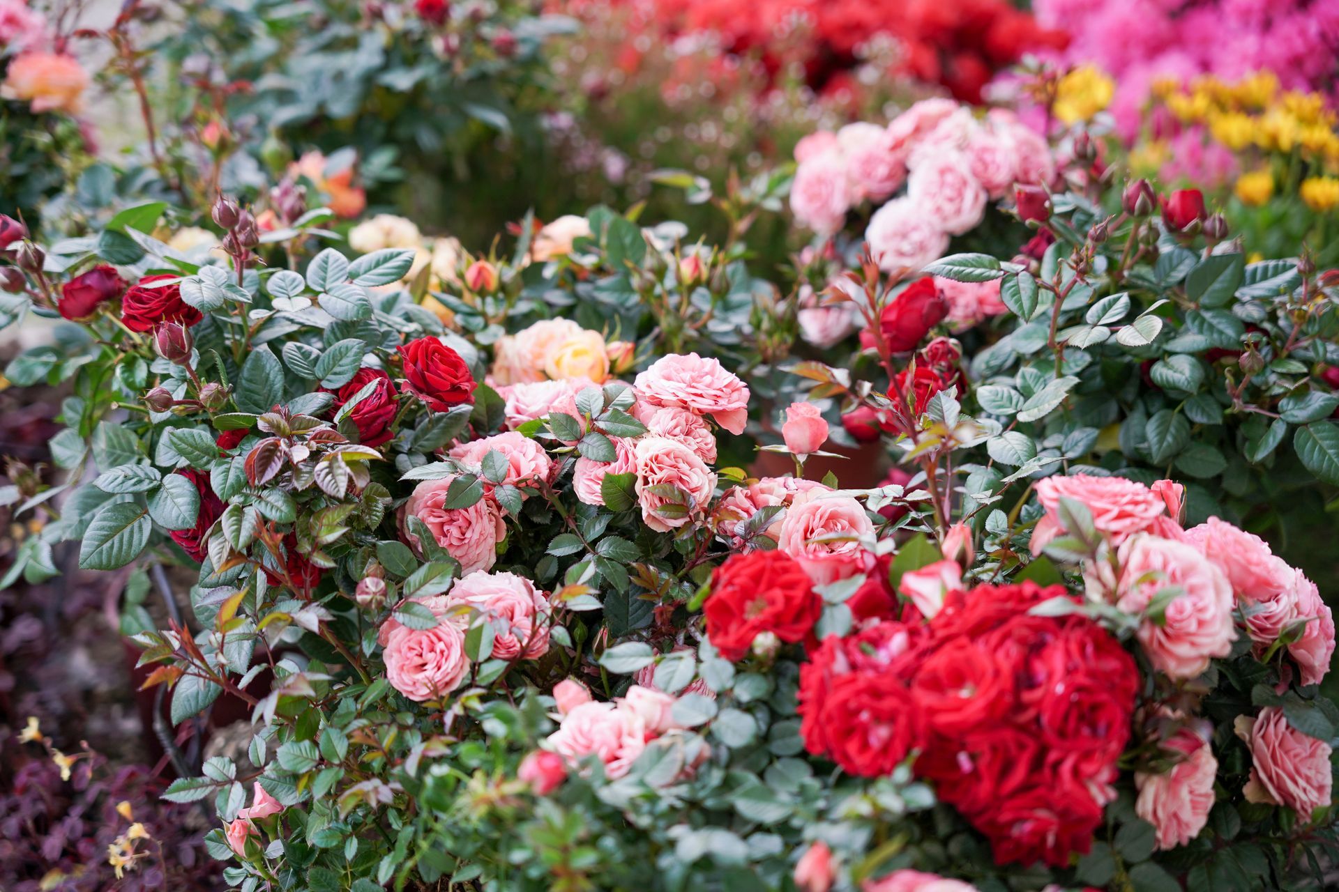 Ci sono molti tipi diversi di rose in questo giardino.