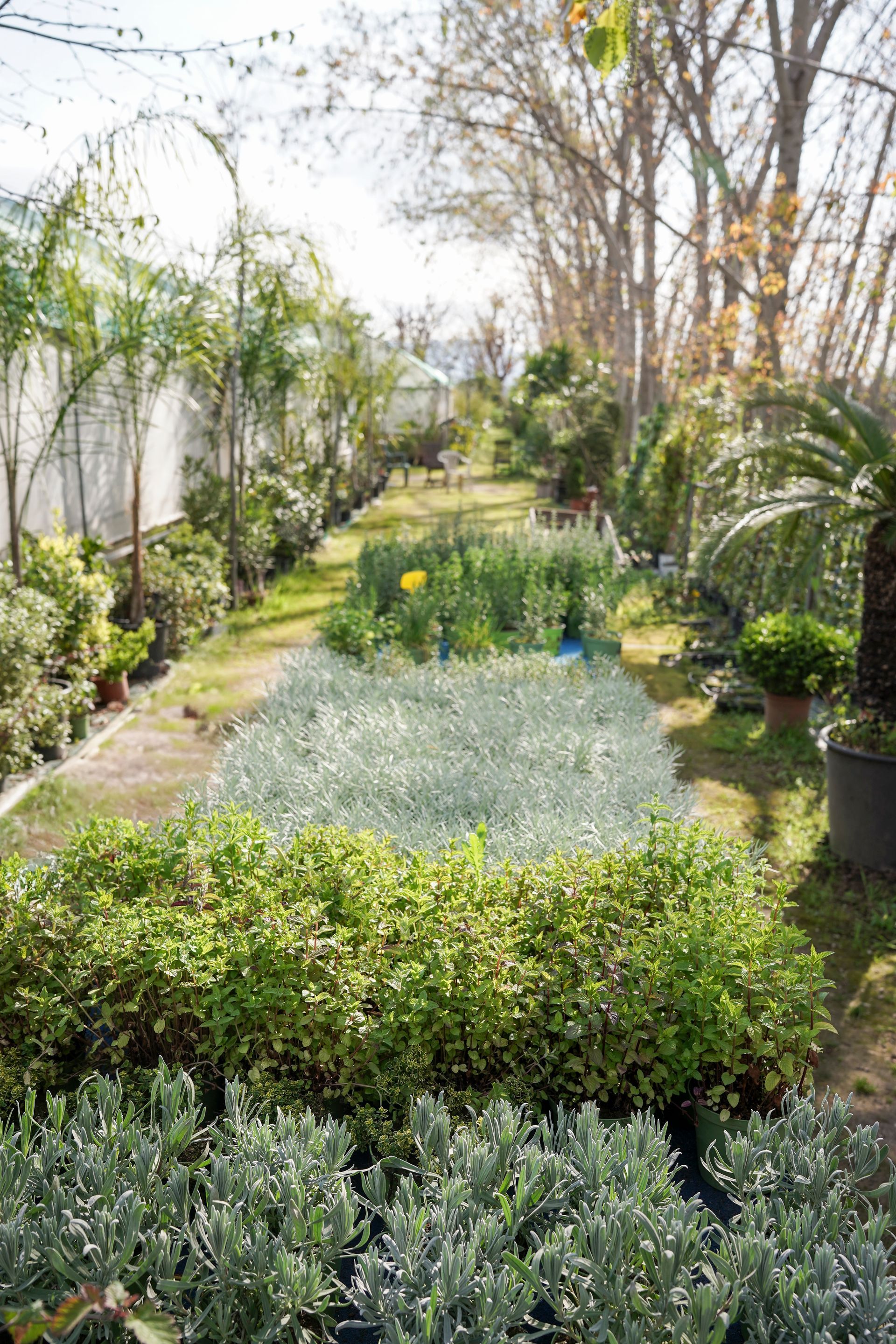 Un giardino pieno di piante e alberi in vaso.