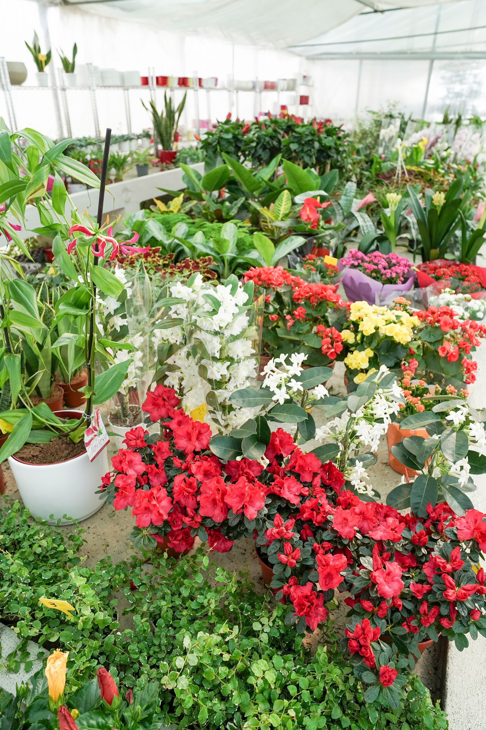 Una serra piena di piante in vaso e fiori.