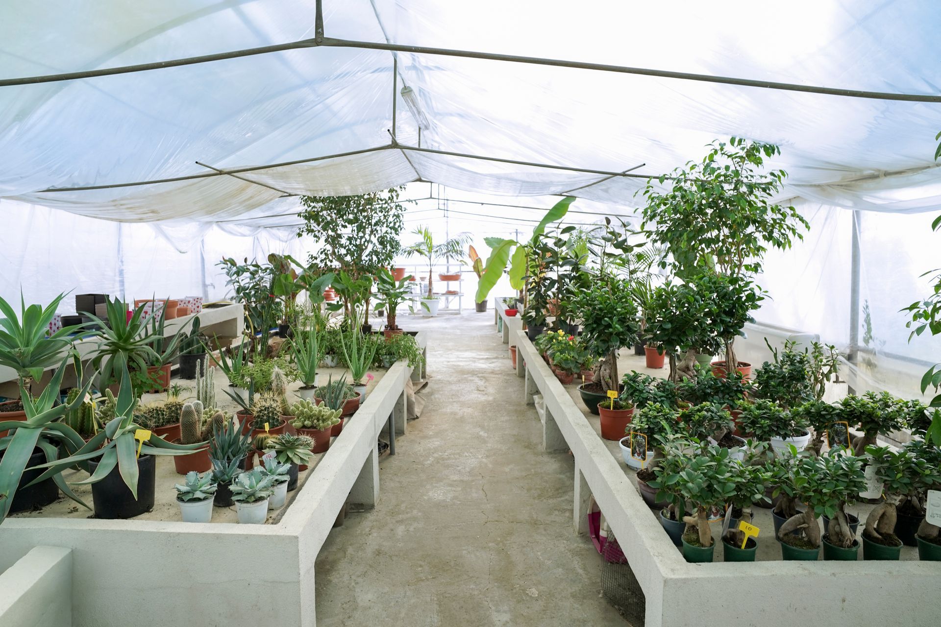 Una serra piena di tante piante in vaso