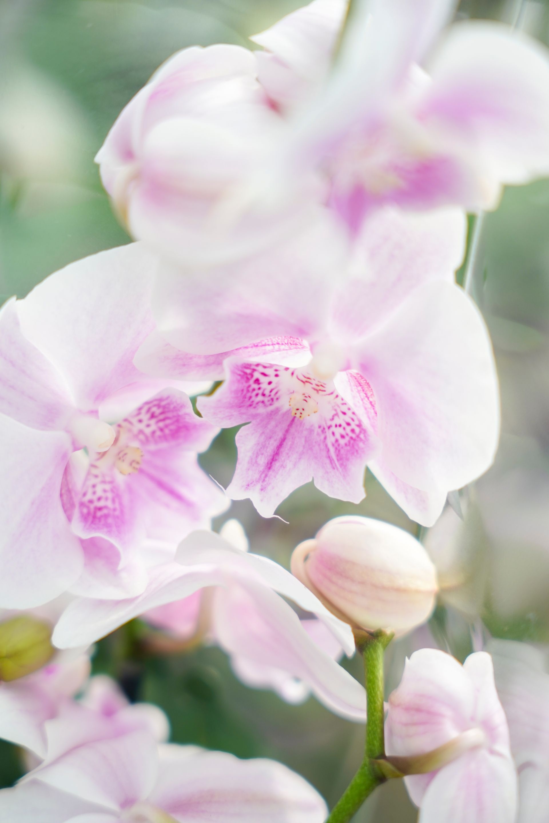 Un primo piano di un fiore di orchidea rosa e bianco.
