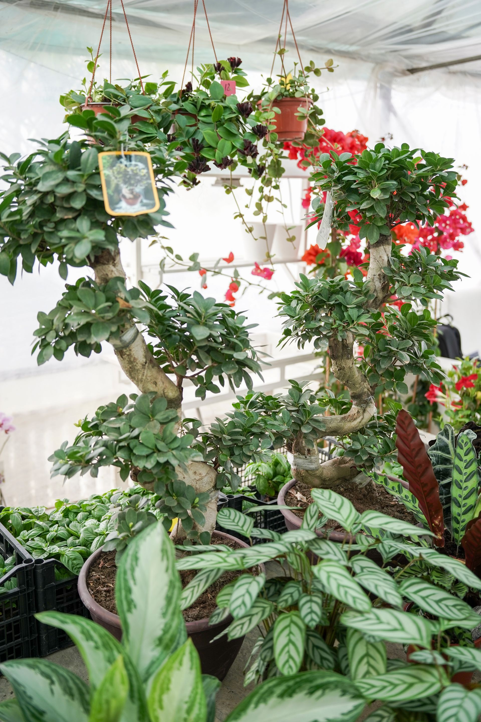 Una serra piena di piante e fiori in vaso