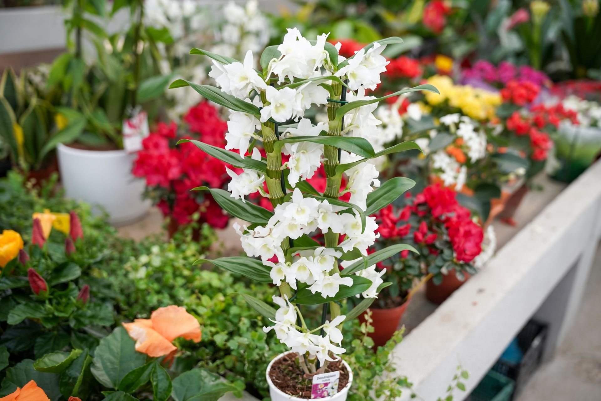 Una pianta in vaso con fiori bianchi è appoggiata su un tavolo.