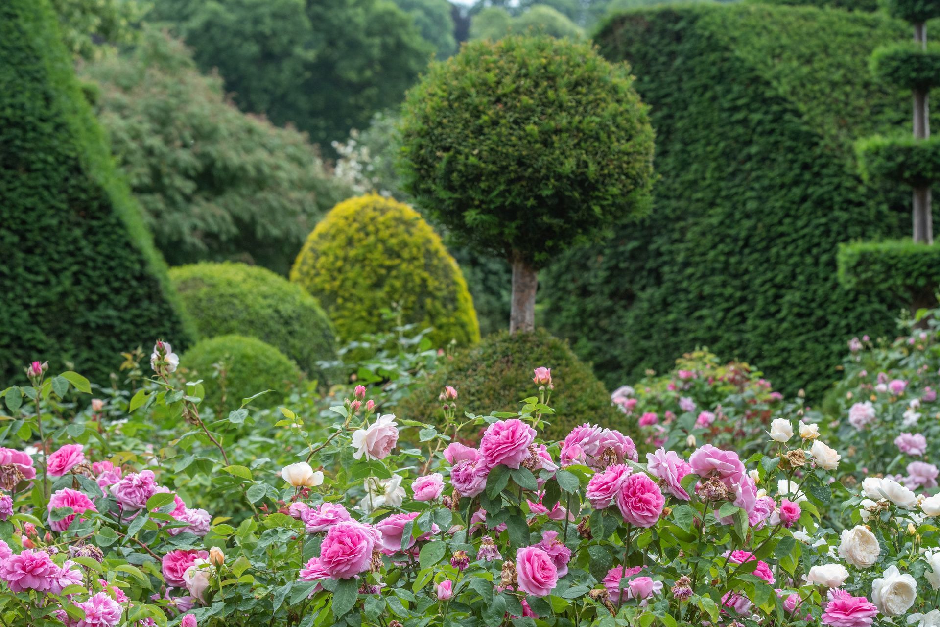 Un giardino pieno di fiori e alberi rosa e bianchi.