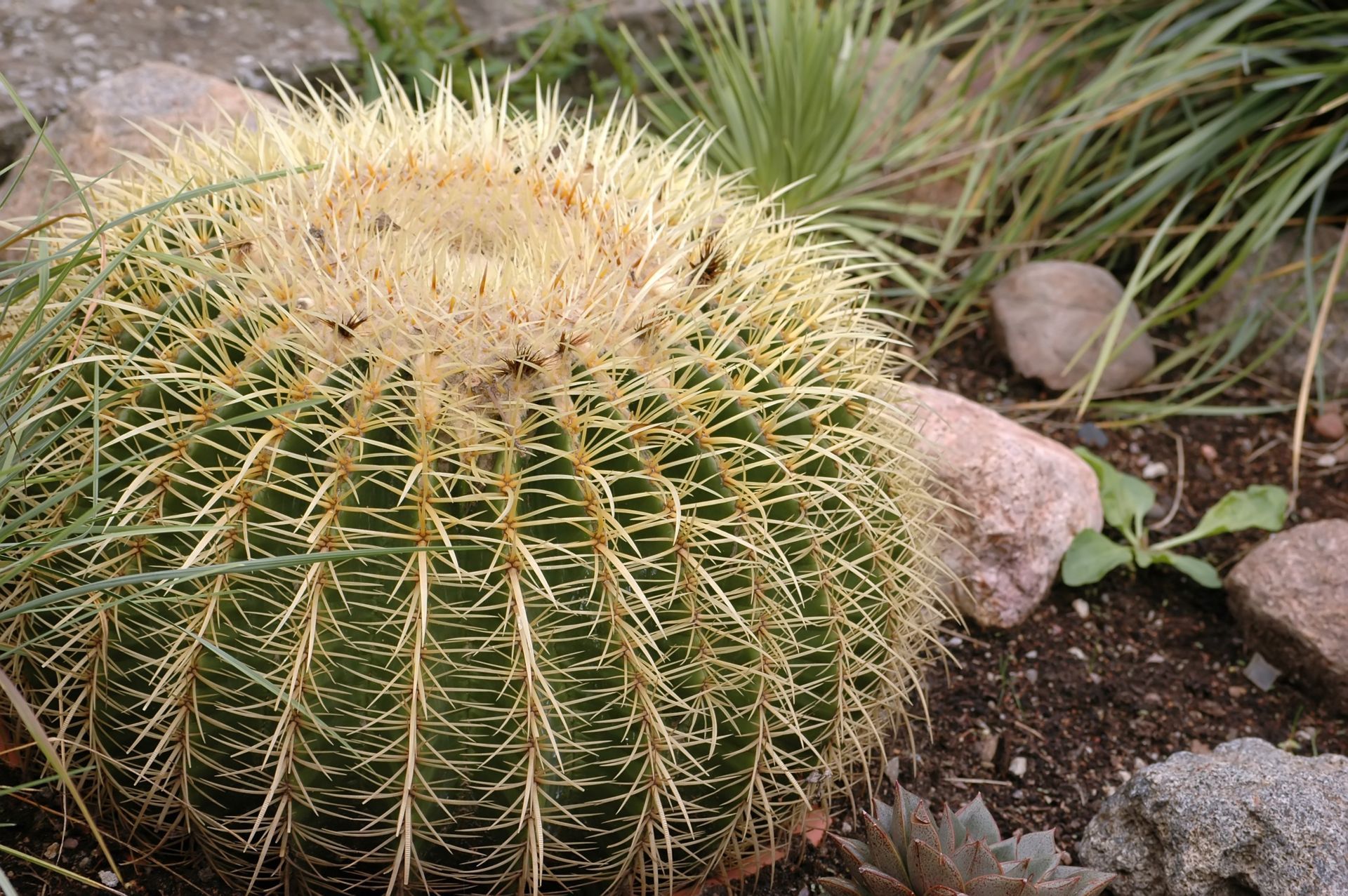 Un grande cactus con tante spine è seduto nel terriccio.