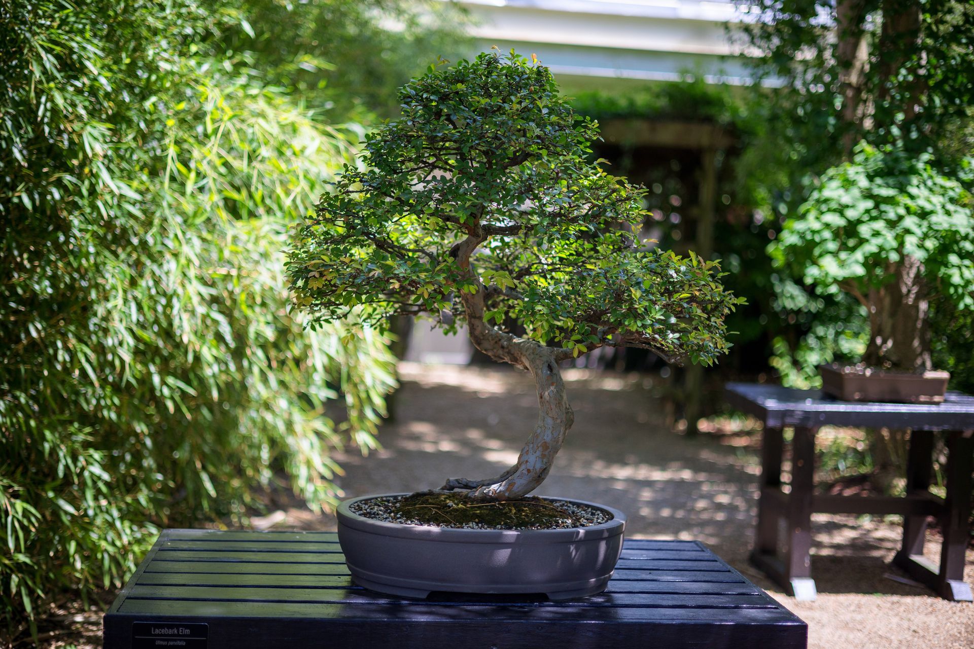 Un bonsai è appoggiato su un tavolo di legno.