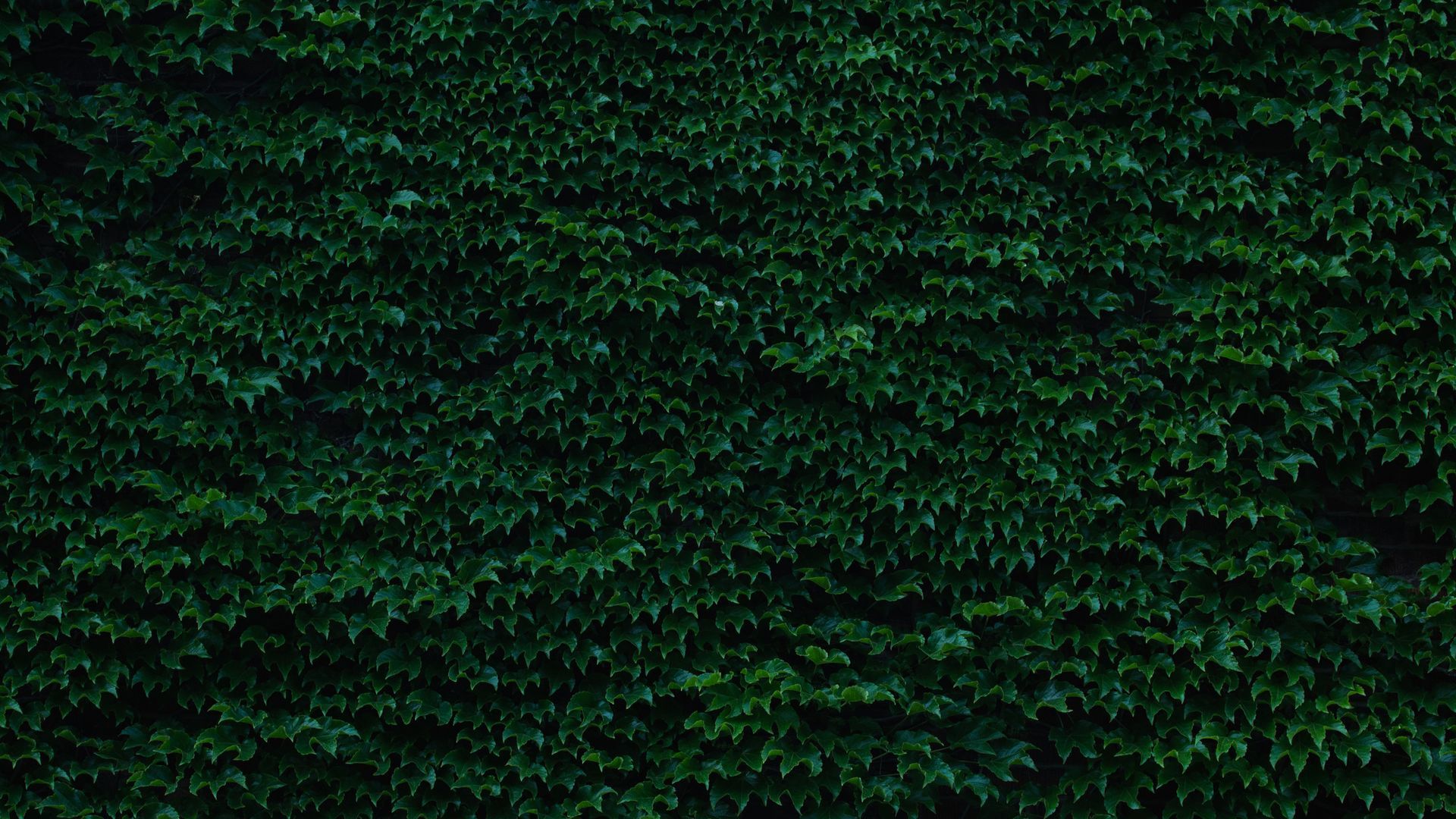 Un primo piano di una rigogliosa siepe verde con tante foglie.