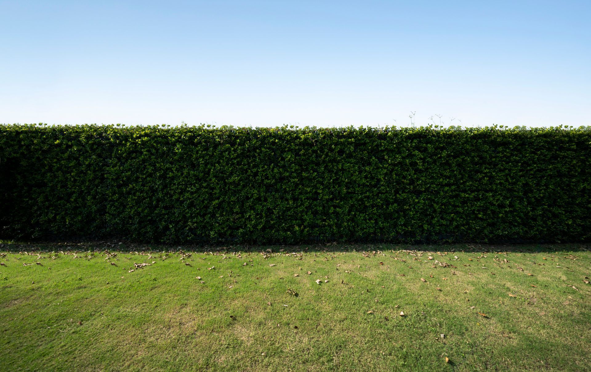 C'è una grande siepe in mezzo a un lussureggiante campo verde.