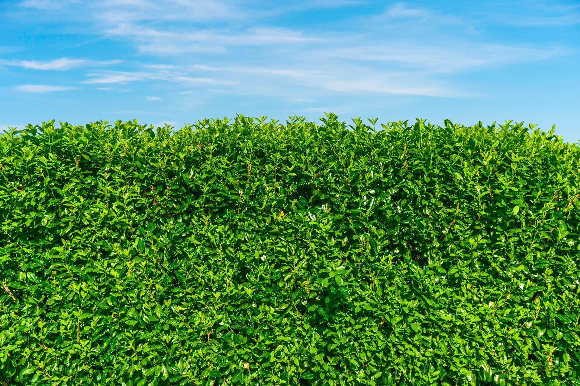 Una rigogliosa siepe verde con un cielo azzurro sullo sfondo.