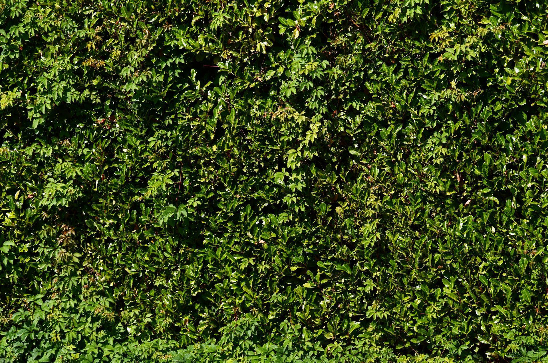 Un primo piano di una siepe verde con molte foglie
