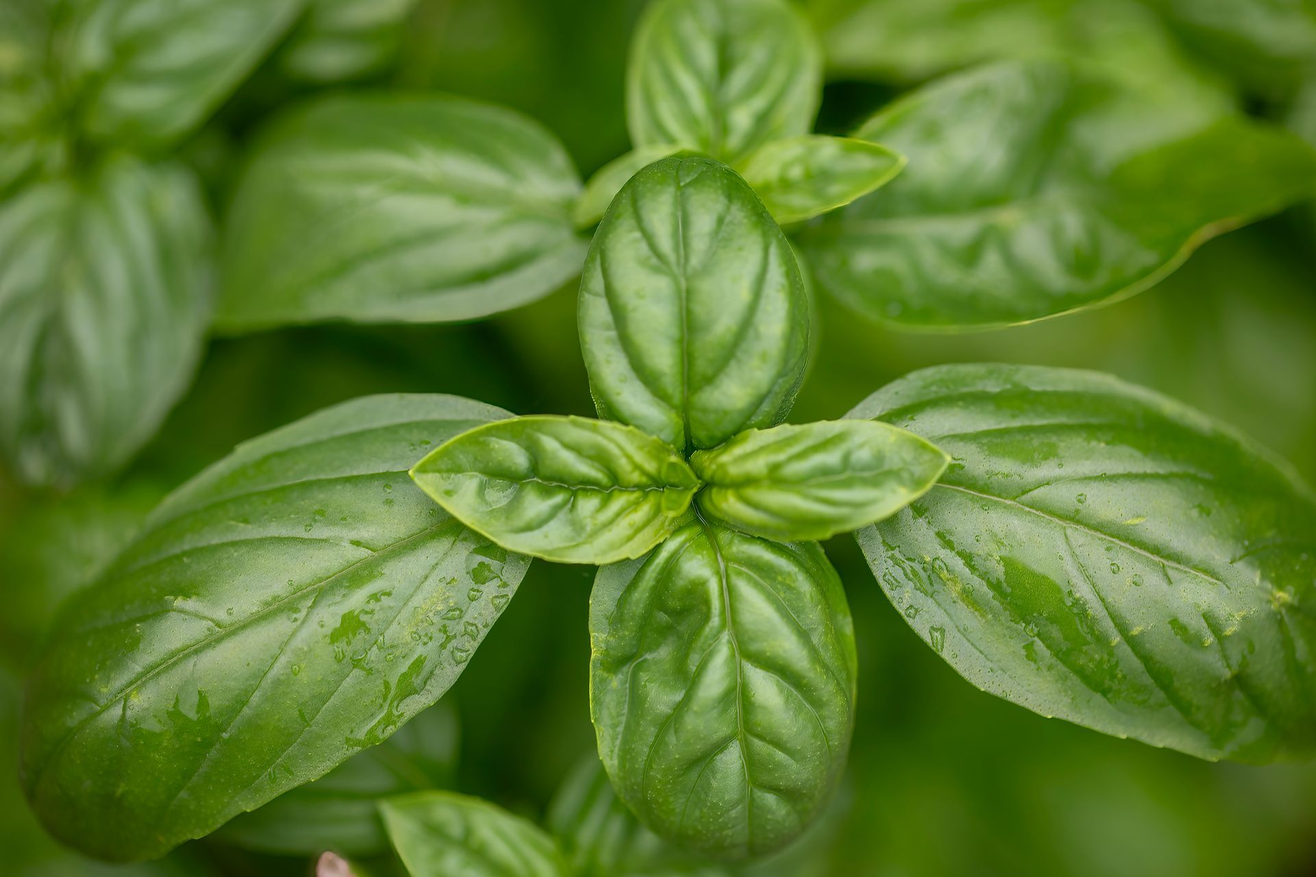 Un primo piano di una pianta di basilico con foglie verdi