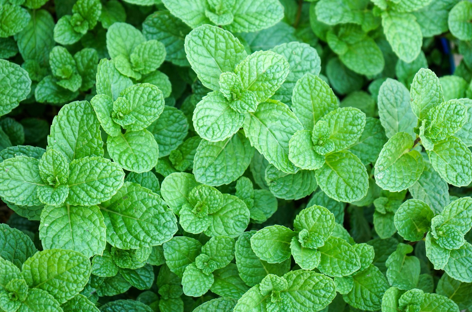 Un mazzo di foglie di menta cresce in un giardino.