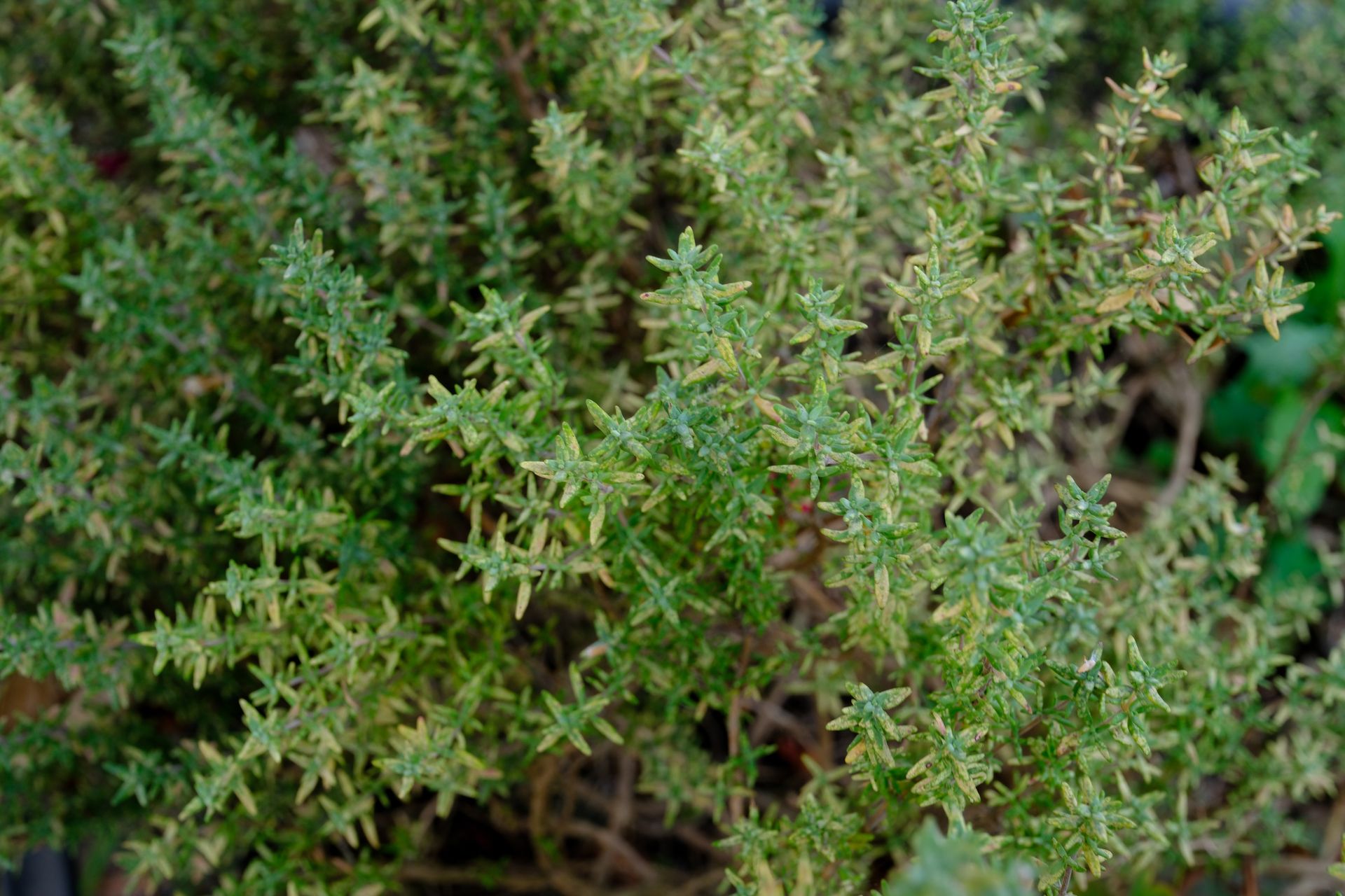 Primo piano di una pianta di timo con tante foglie verdi.