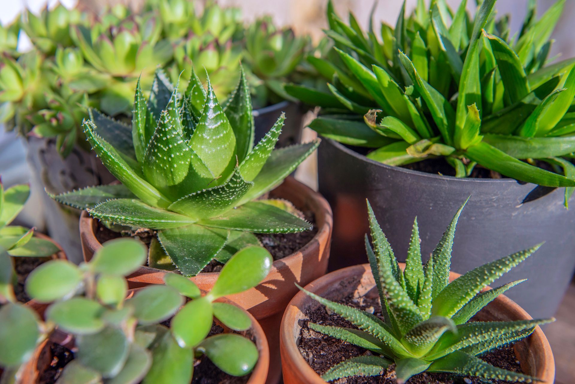 Un gruppo di piante in vaso disposte una sopra l'altra su un tavolo.