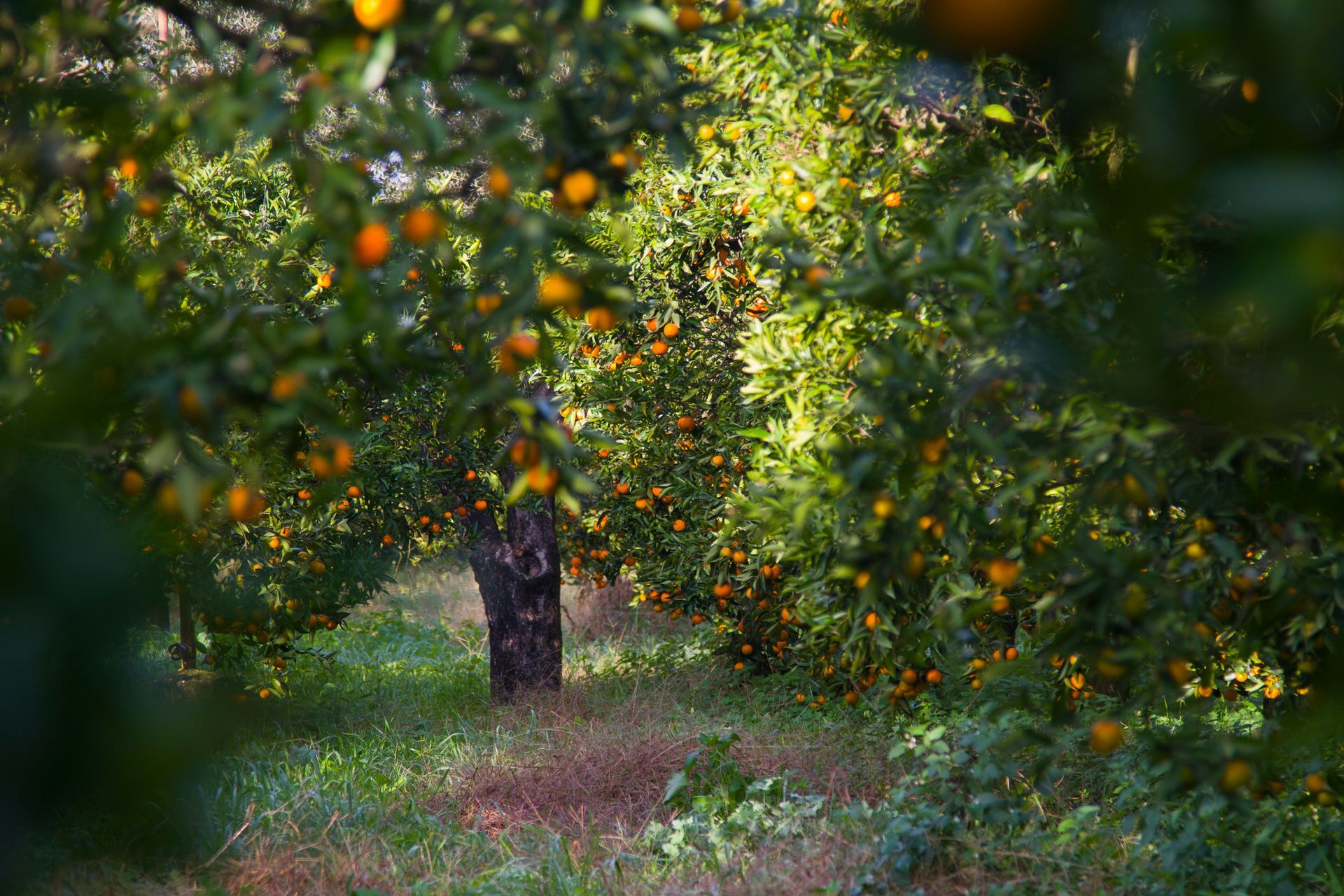 Una fila di arance che crescono sugli alberi in un frutteto.