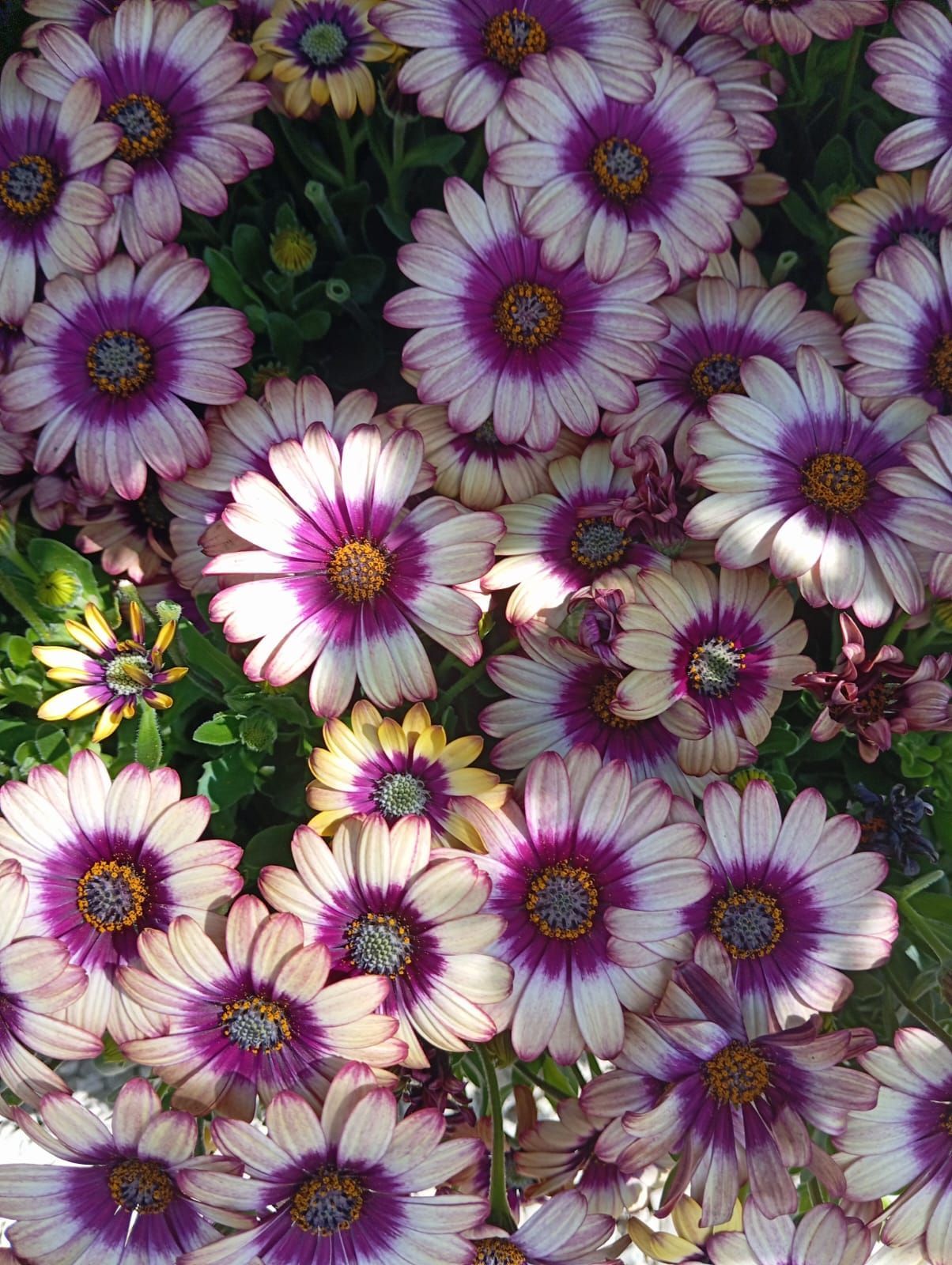 Un mazzo di fiori viola e bianchi con centro giallo