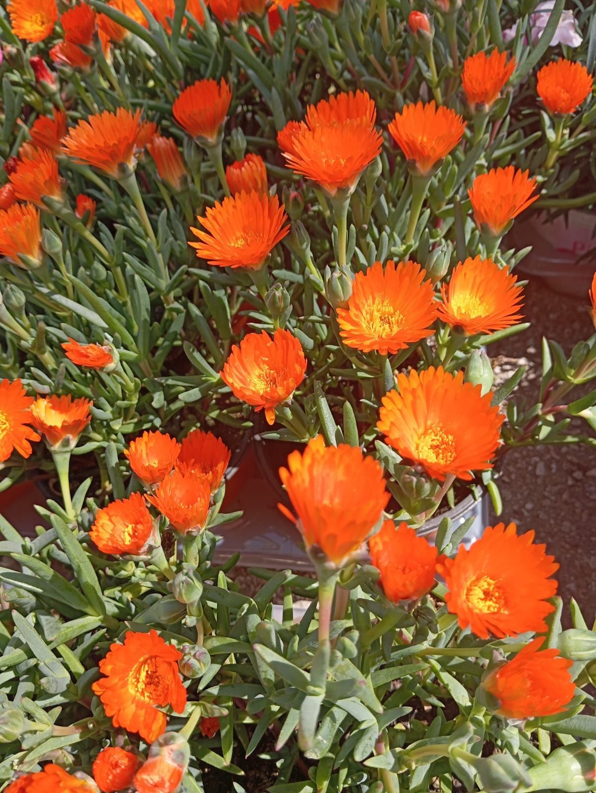 Un mazzo di fiori arancioni cresce in un giardino.