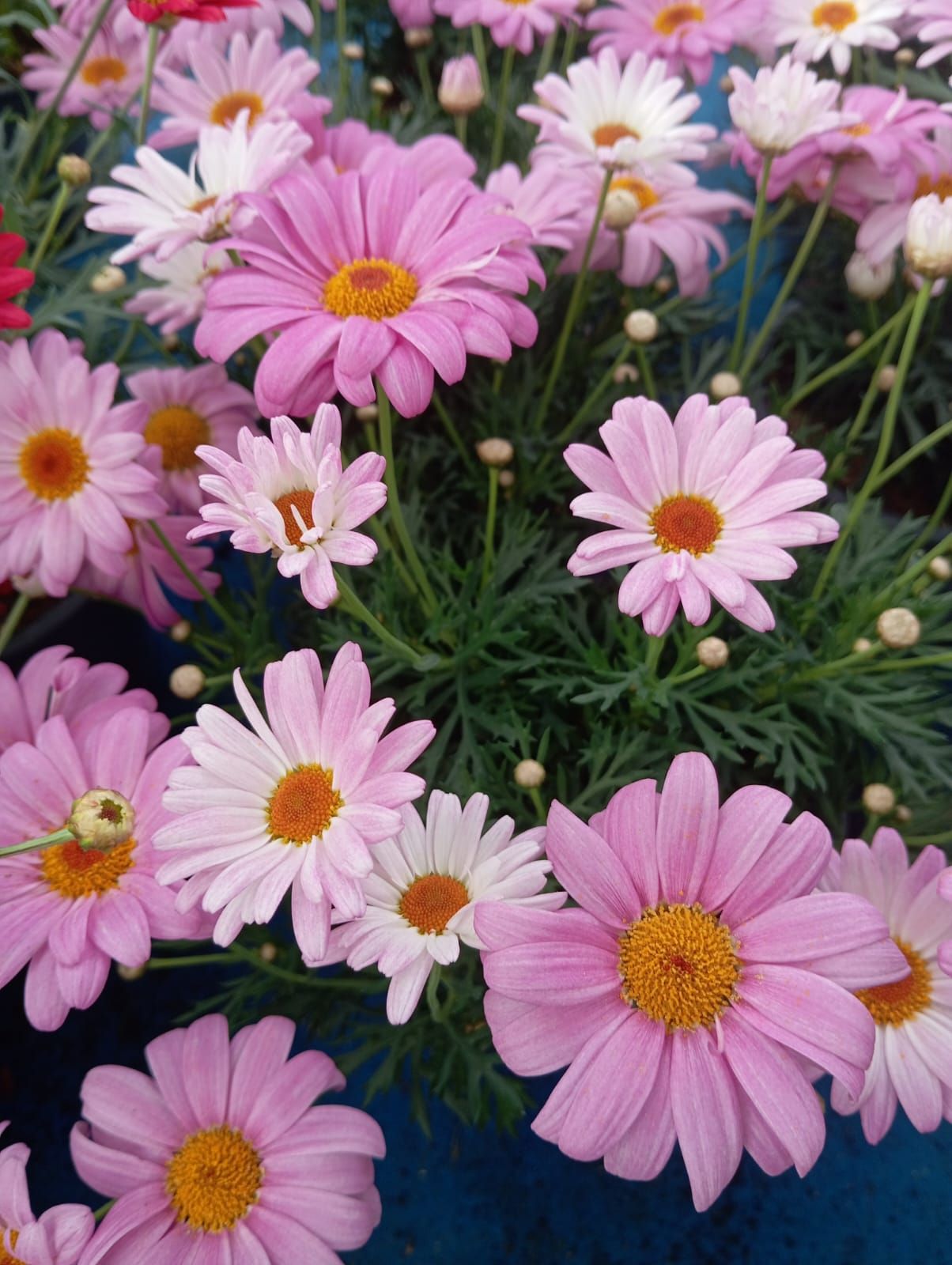 Un mazzo di margherite rosa e bianche con un centro giallo