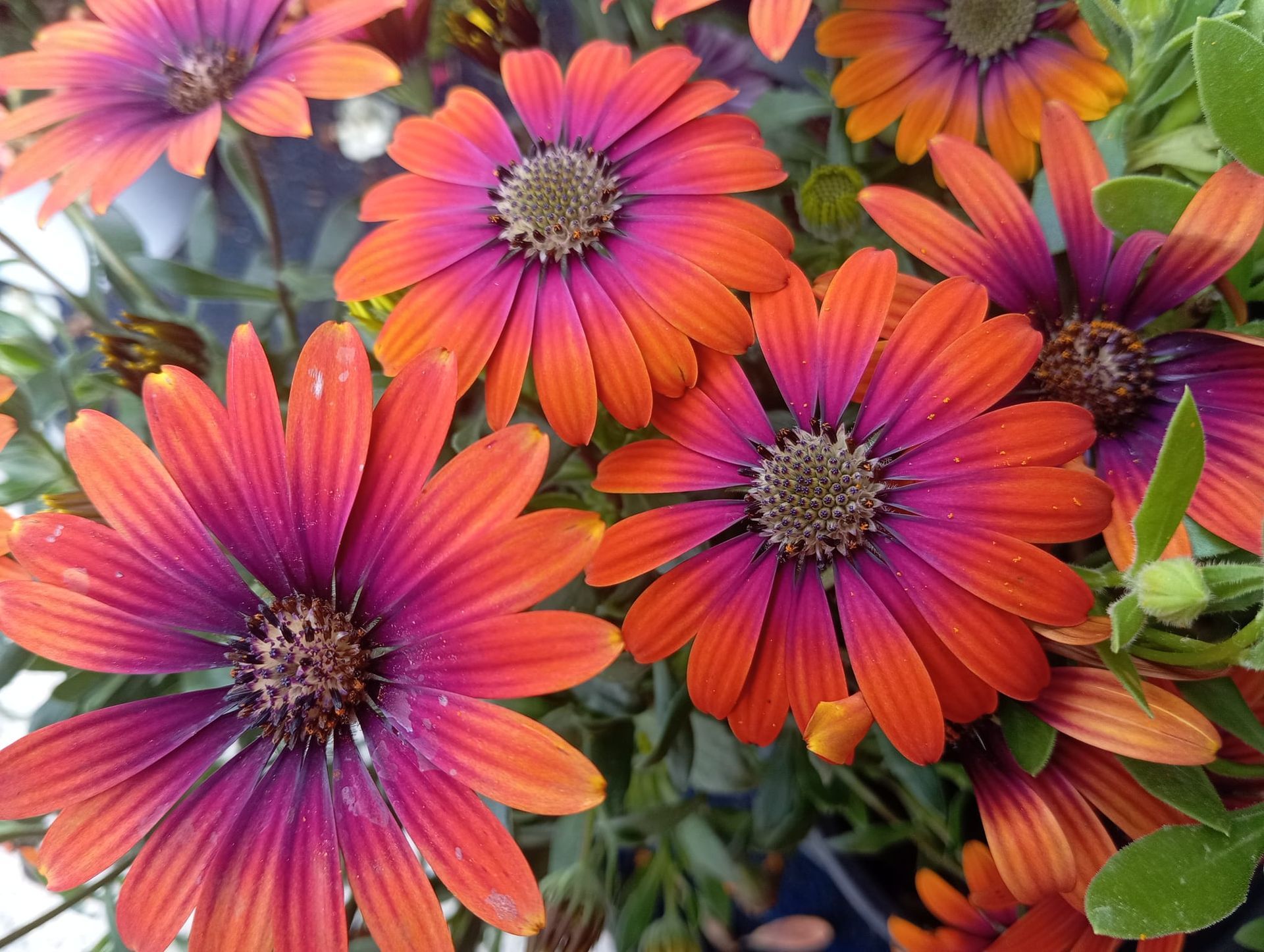 Un mazzo di fiori arancioni e viola con foglie verdi