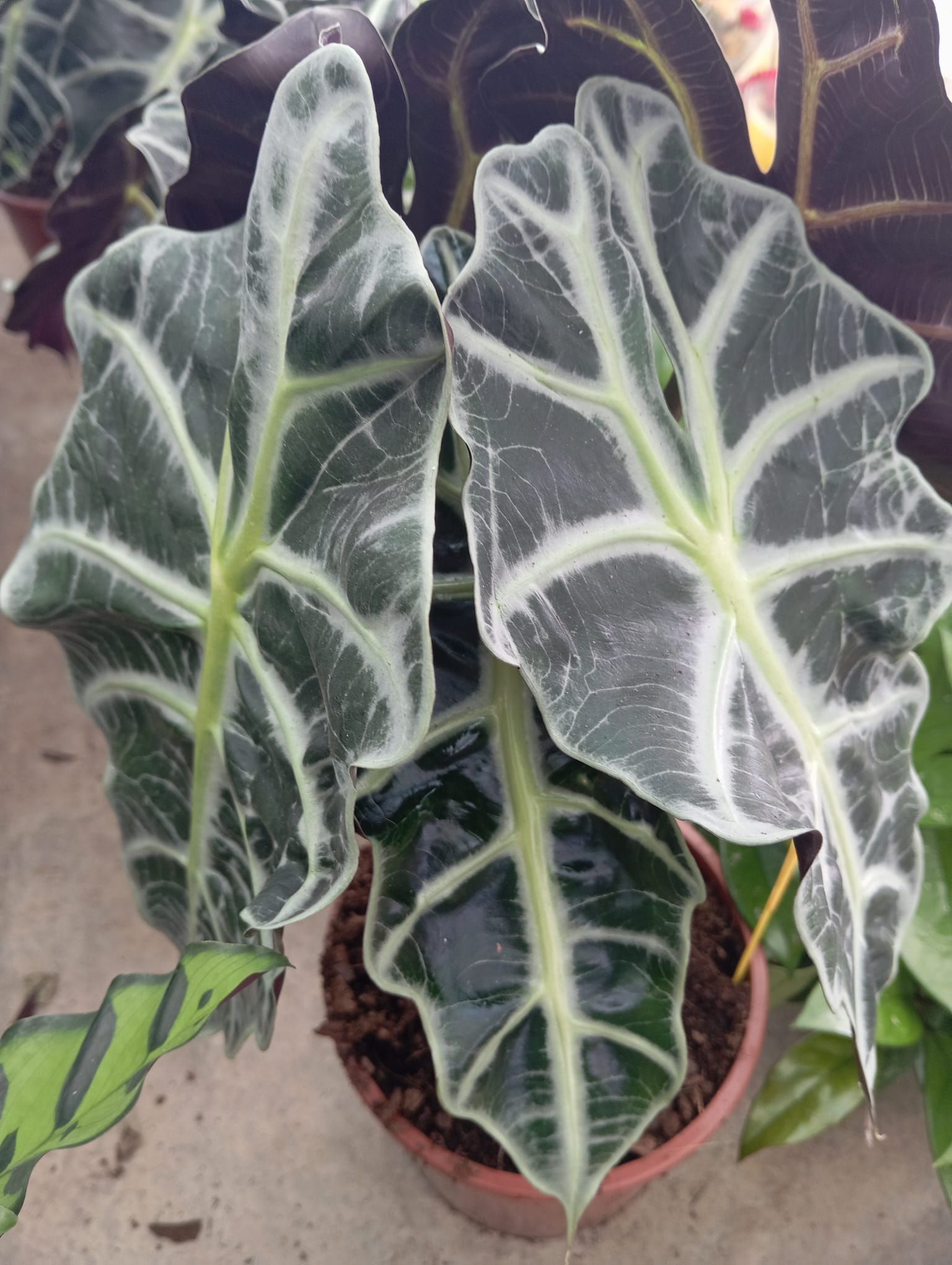 Un primo piano di una pianta in vaso con grandi foglie