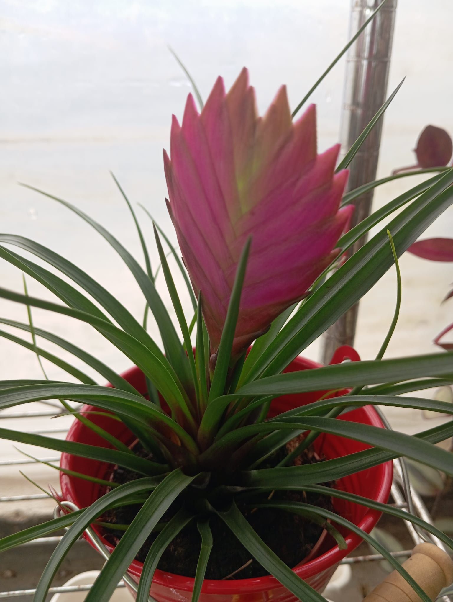 Una pianta con un fiore rosa in un vaso rosso