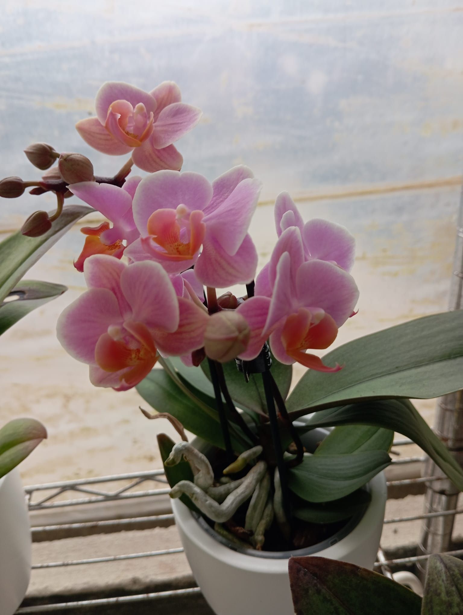 Una pianta in vaso con fiori rosa e foglie verdi