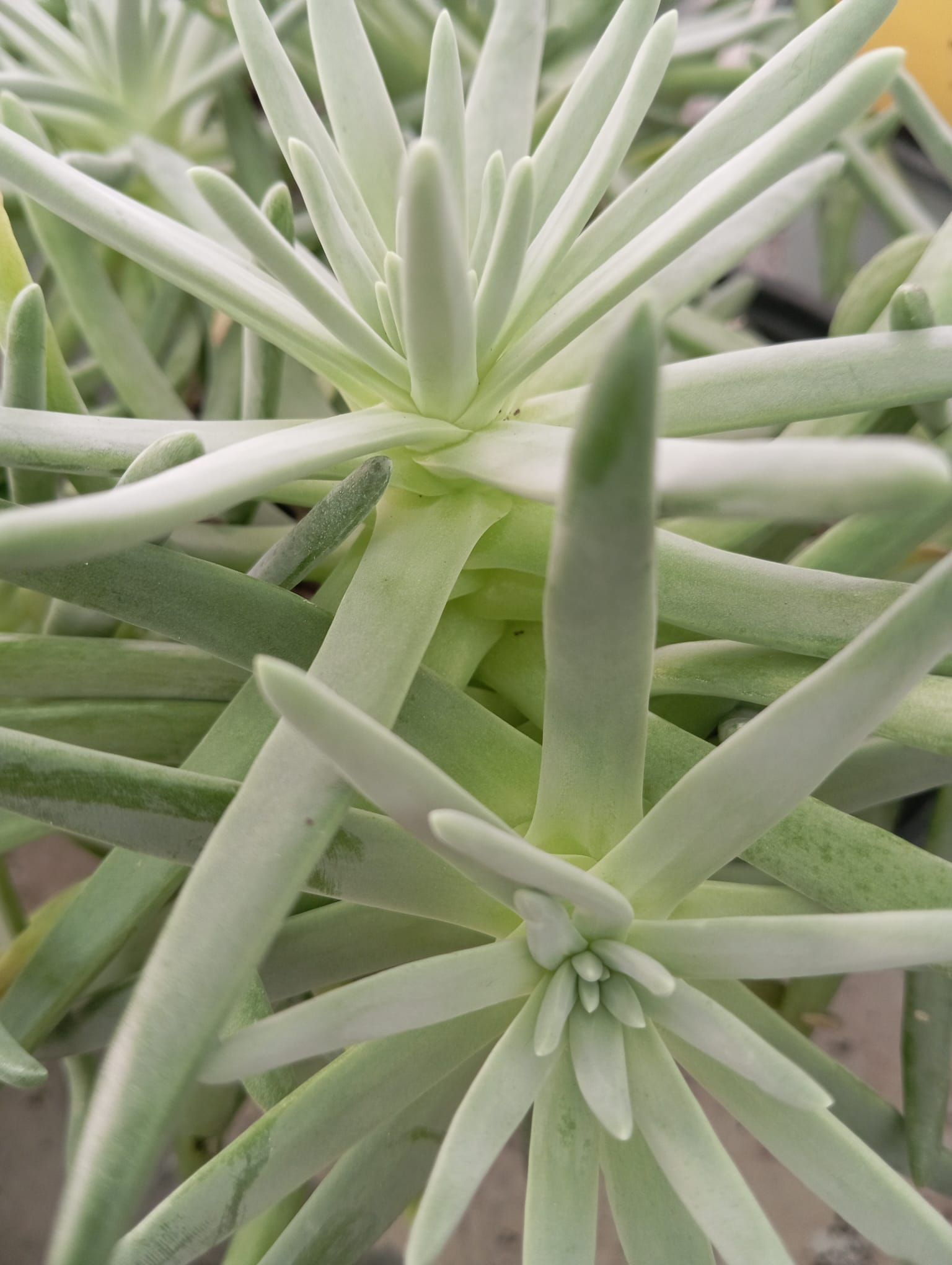 Un primo piano di una pianta verde con foglie bianche