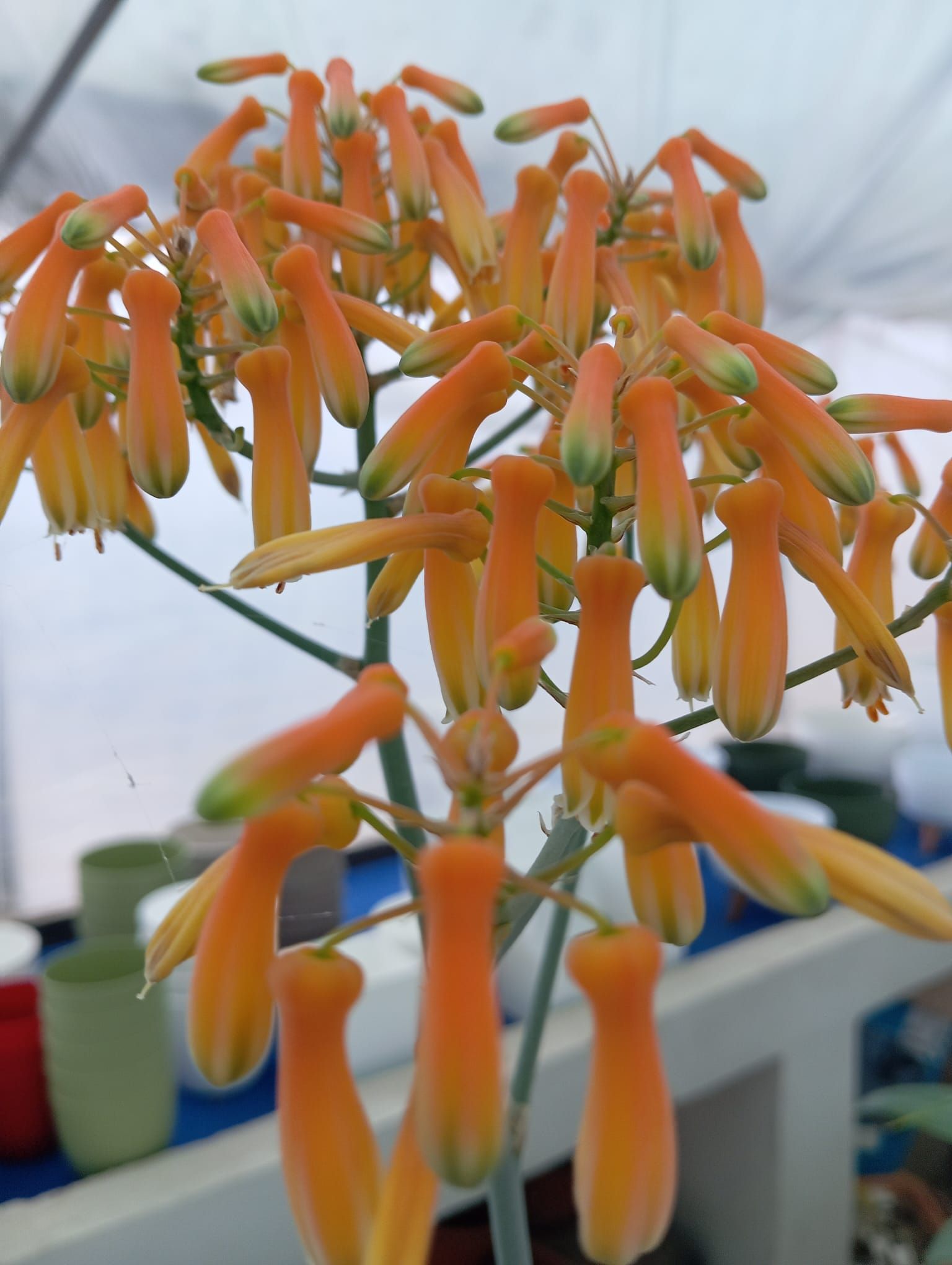 Un mazzo di fiori arancioni cresce su una pianta