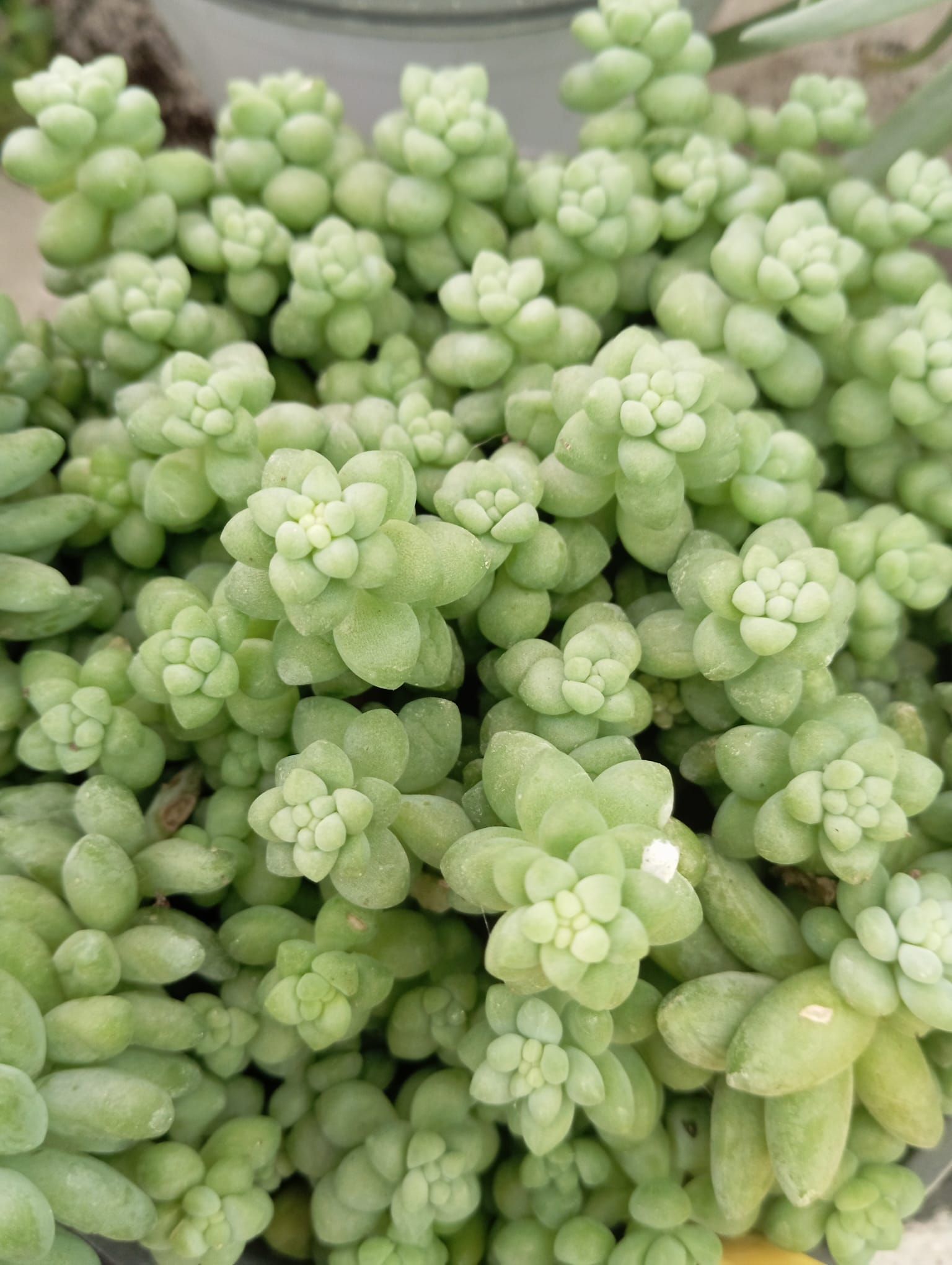Un mazzo di fiori verdi cresce in un vaso.
