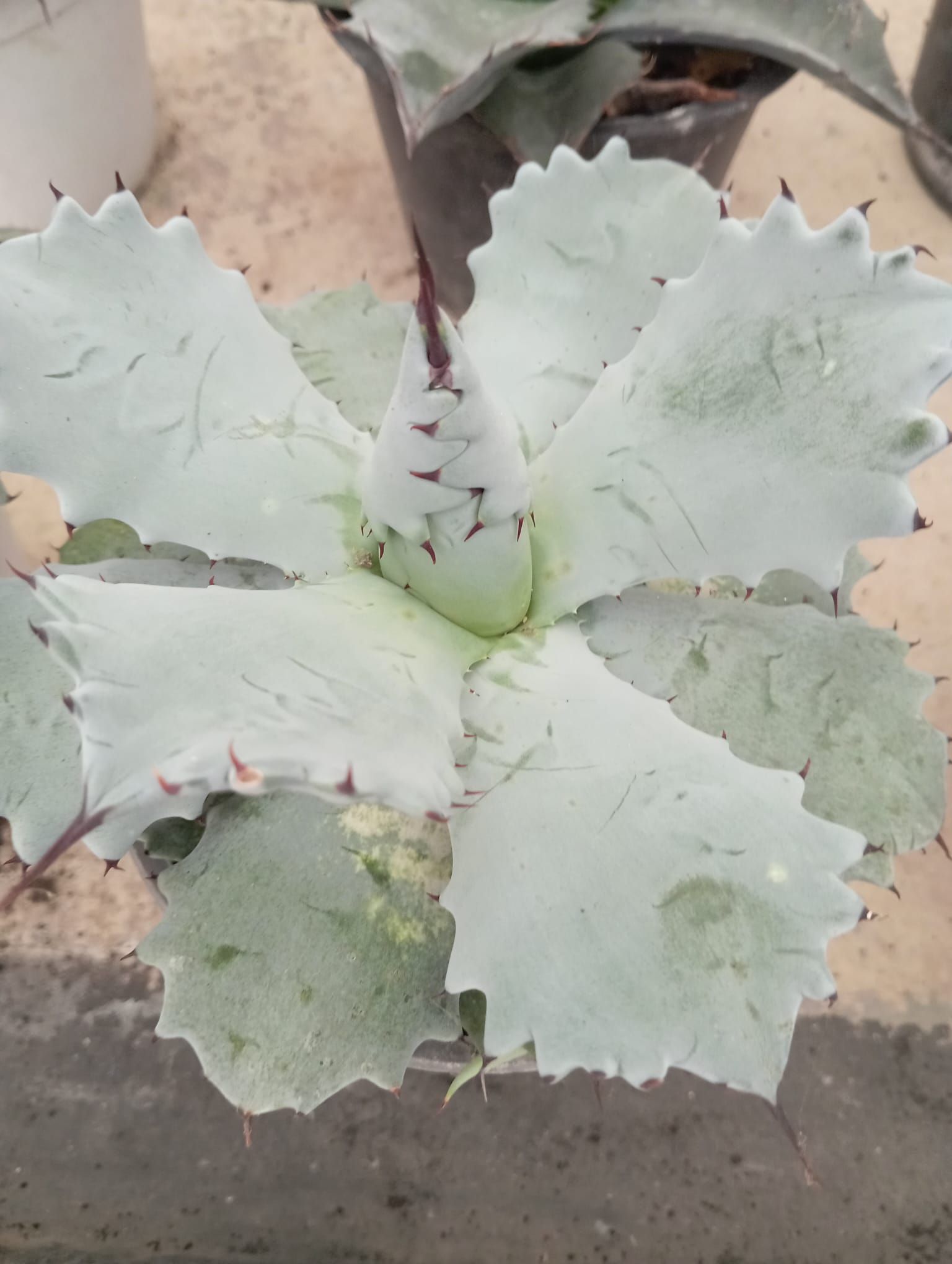 Un primo piano di una pianta con foglie bianche e spine