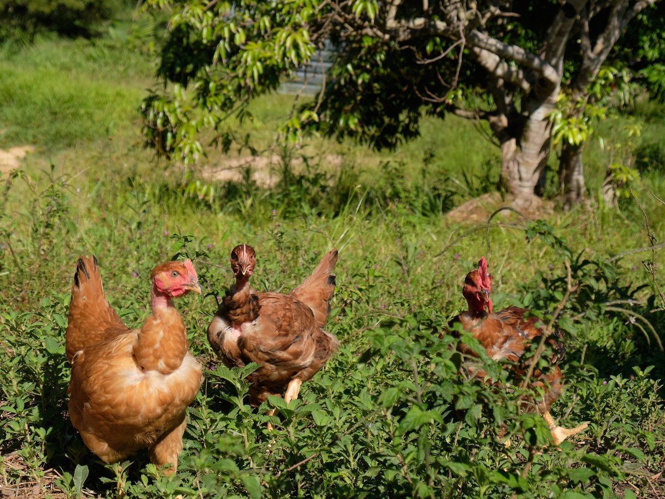 Un groupe de poulets se tient debout dans un champ herbeux.